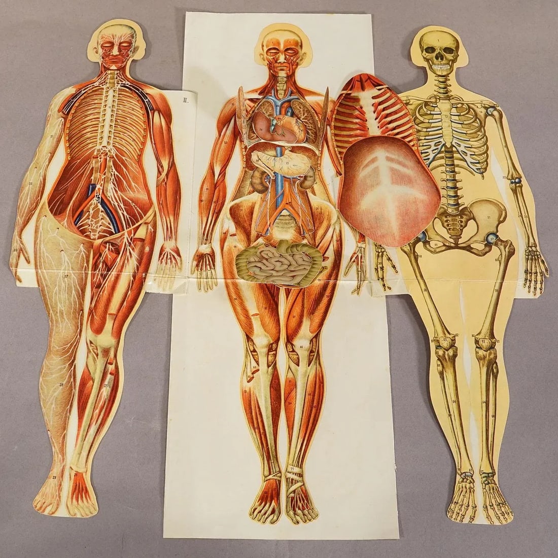 Antique Foldable Anatomical Brochure Depicting Female Anatomy - 4