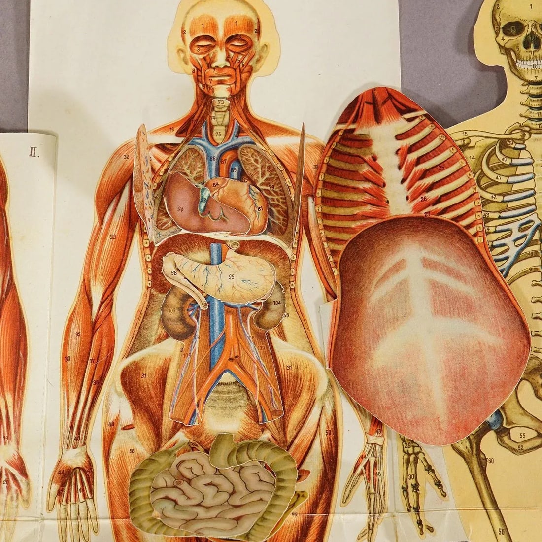 Antique Foldable Anatomical Brochure Depicting Female Anatomy - 5