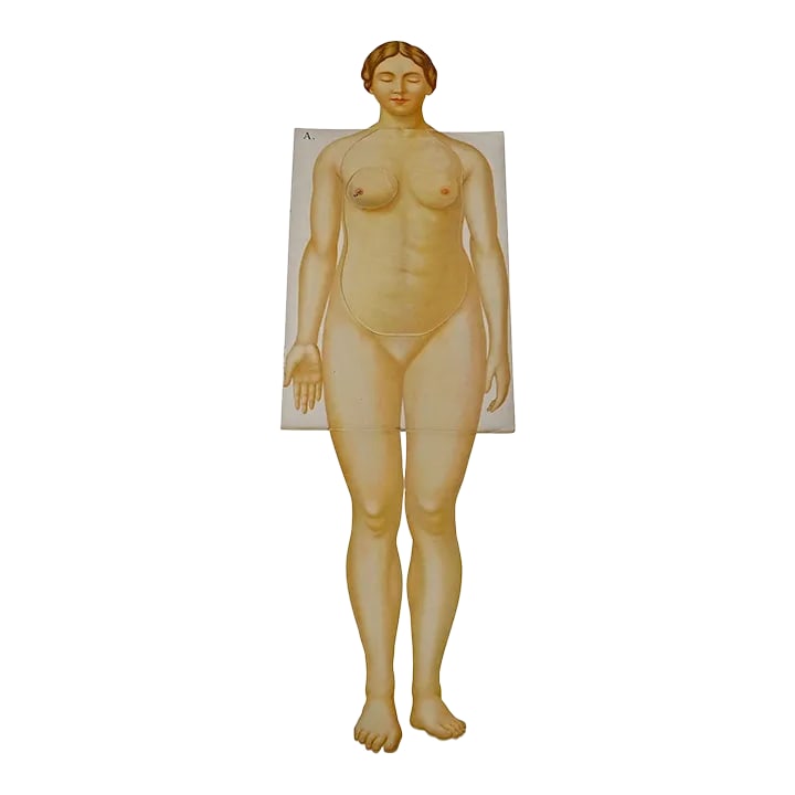 Foldable Anatomical Brochure Depicting Female Anatomy Ca. 1900s: Foldable Anatomical Brochure Depicting Female Anatomy ca. 1900s A rare 19ct anatomical brochure illustrating the female human anatomy. Very detailed multicoloured depiction of human organs like lung,
