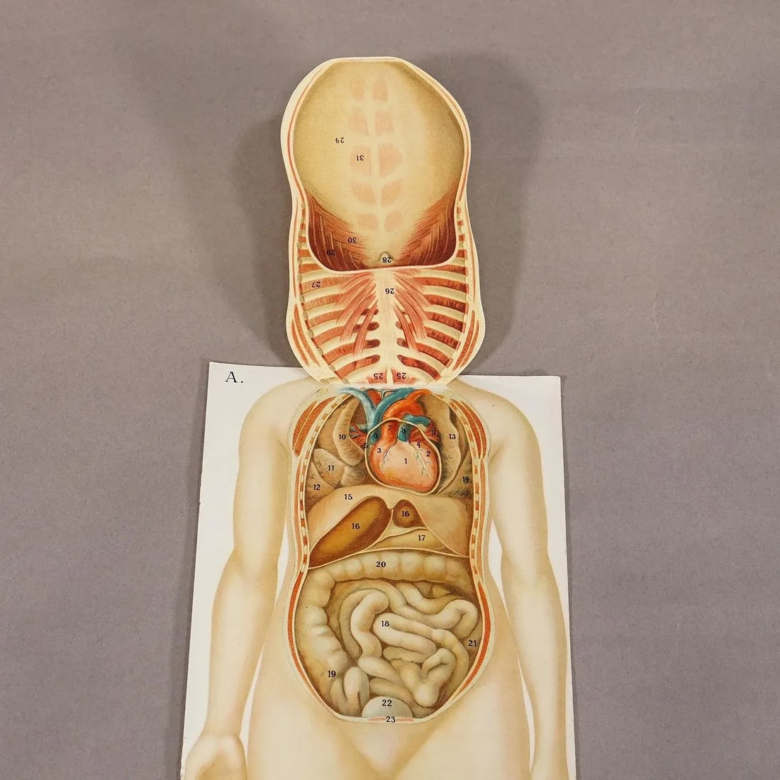 Foldable Anatomical Brochure Depicting Female Anatomy Ca. 1900s - 2