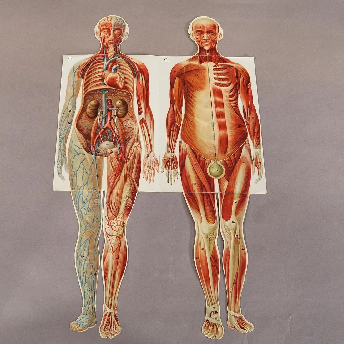 Foldable Anatomical Brochure Depicting Female Anatomy Ca. 1900s - 3