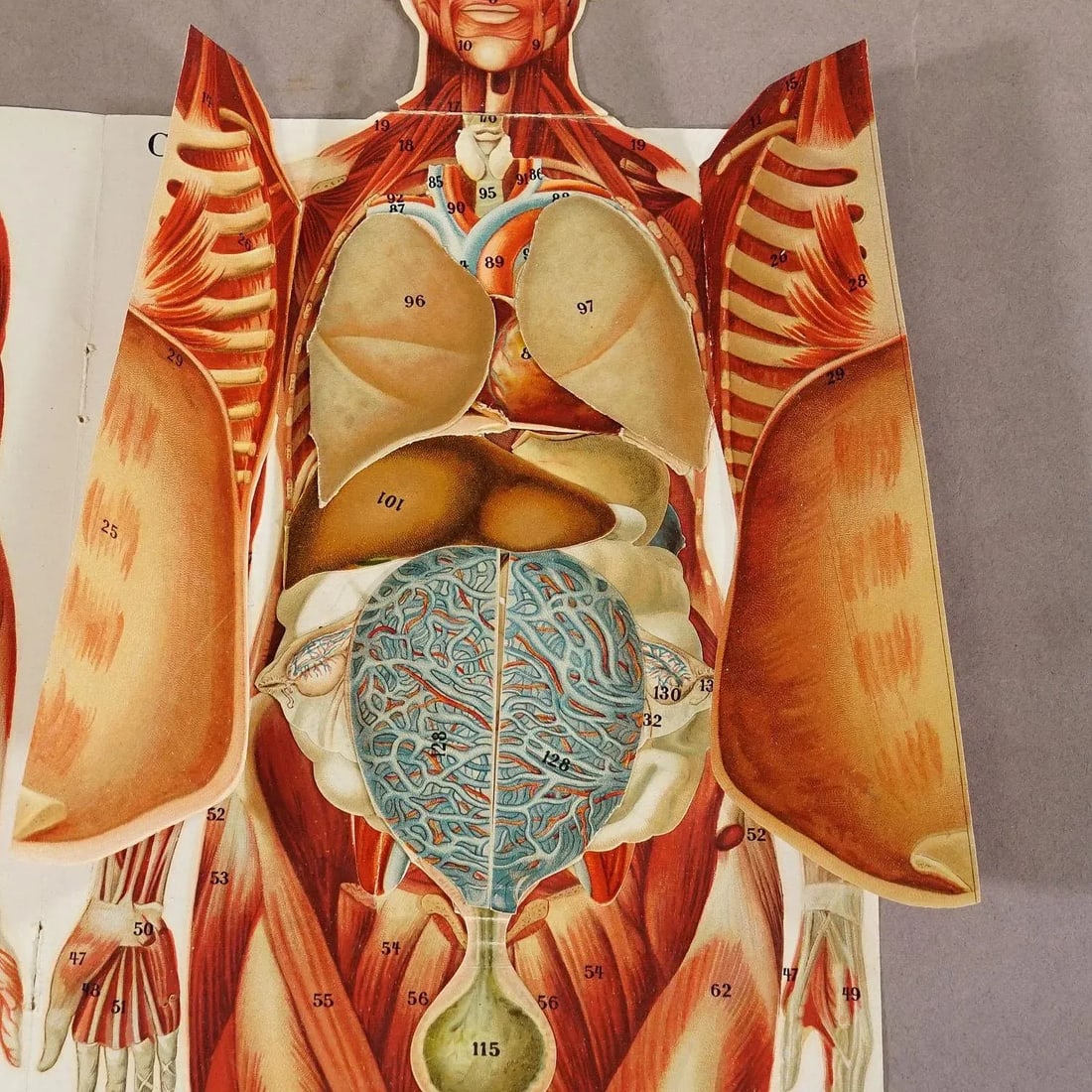 Foldable Anatomical Brochure Depicting Female Anatomy Ca. 1900s - 4