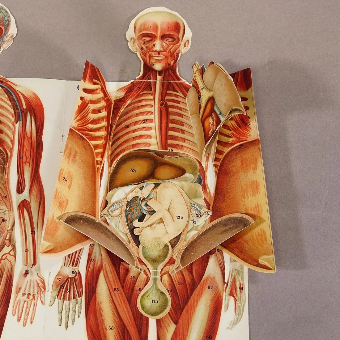 Foldable Anatomical Brochure Depicting Female Anatomy Ca. 1900s - 5