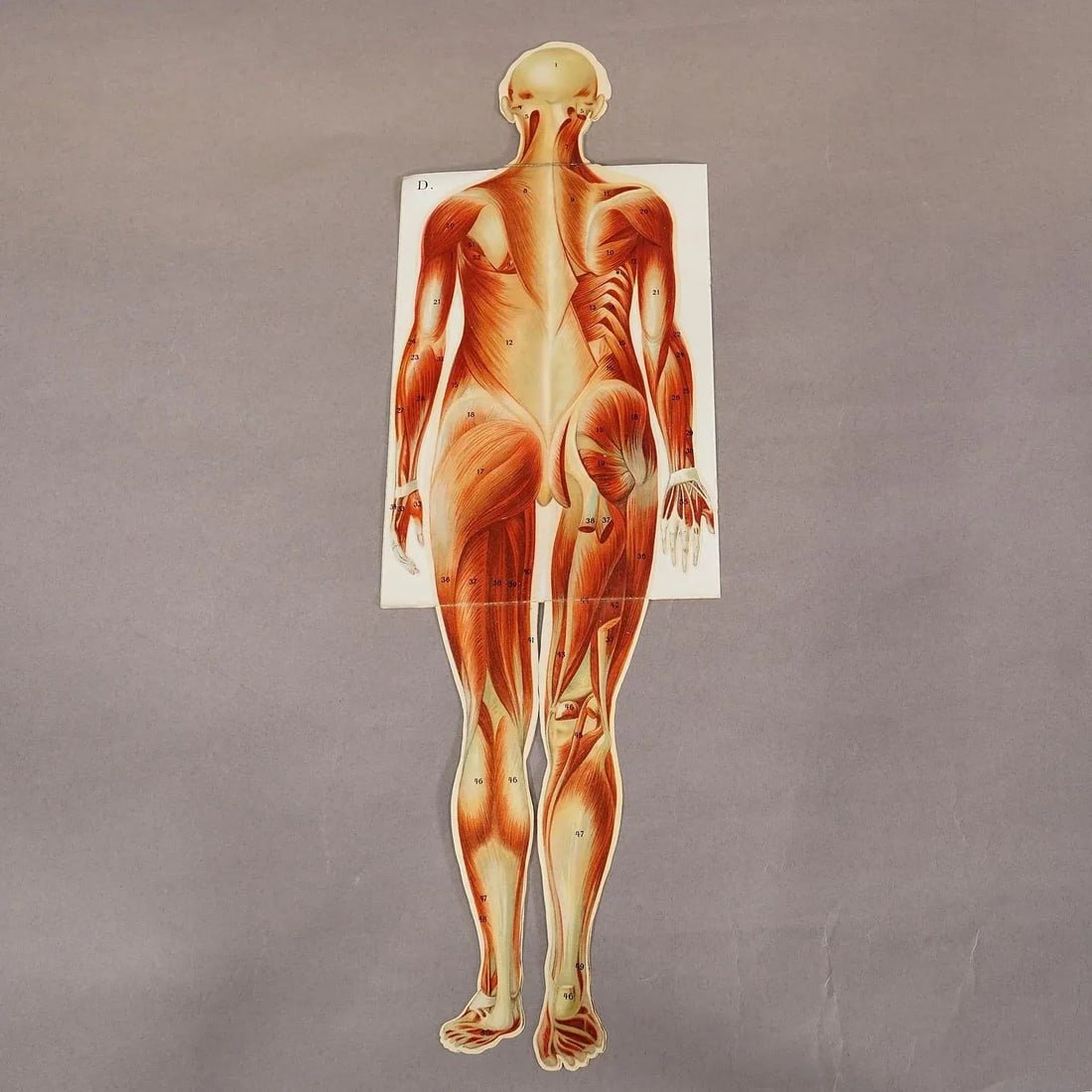 Foldable Anatomical Brochure Depicting Female Anatomy Ca. 1900s - 6