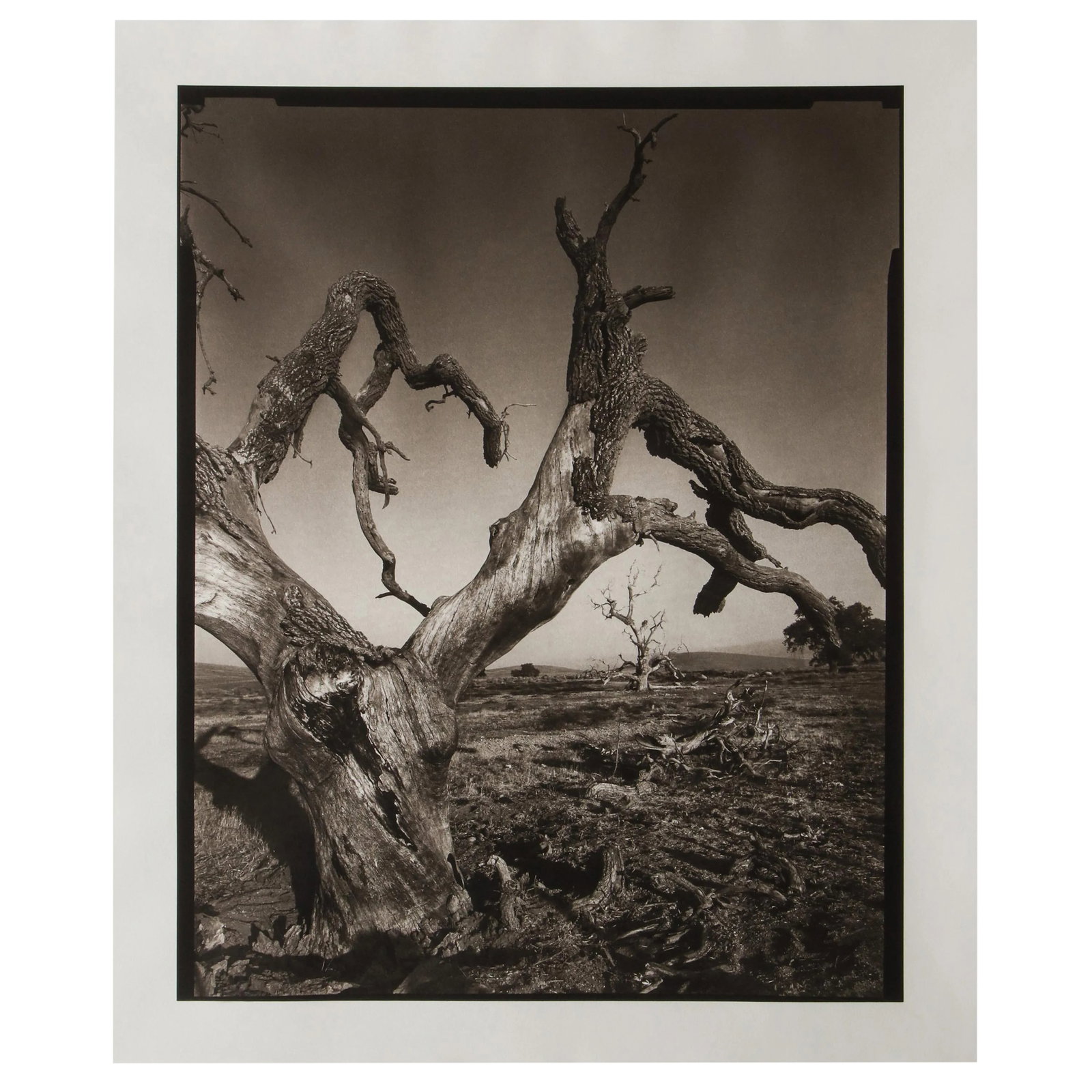 Tejon Ranch Photograph by Mark Seliger (b. 1959) - Signed: Tejon Ranch, Lancaster, CA, 2004 platinum Palladium print by renowned portrait photographer Mark Seliger (b. 1959). Printed in 2011. Signed and numbered, edition 2 of 15. Measures: 24" x 20".