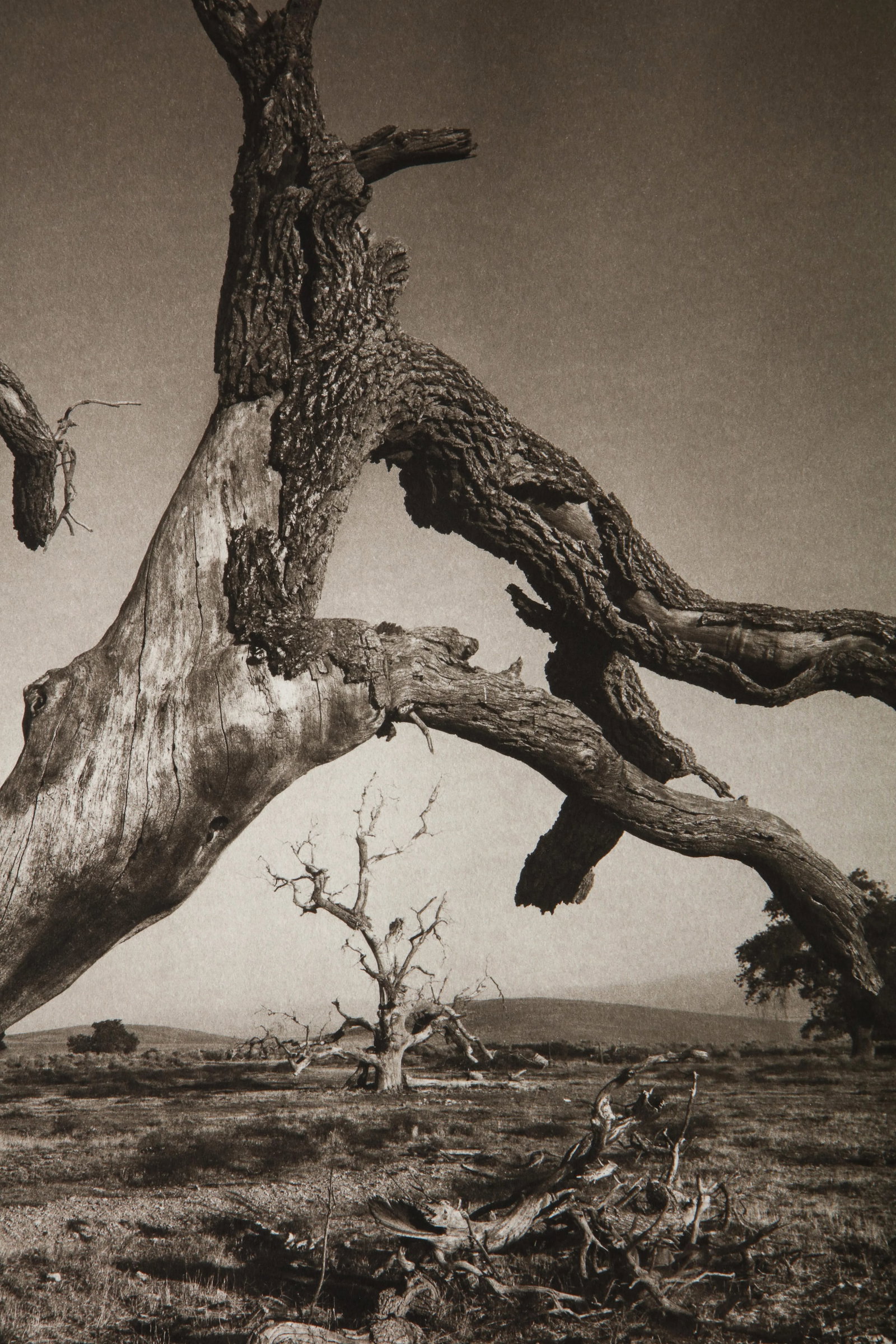 Tejon Ranch Photograph by Mark Seliger (b. 1959) - Signed - 5