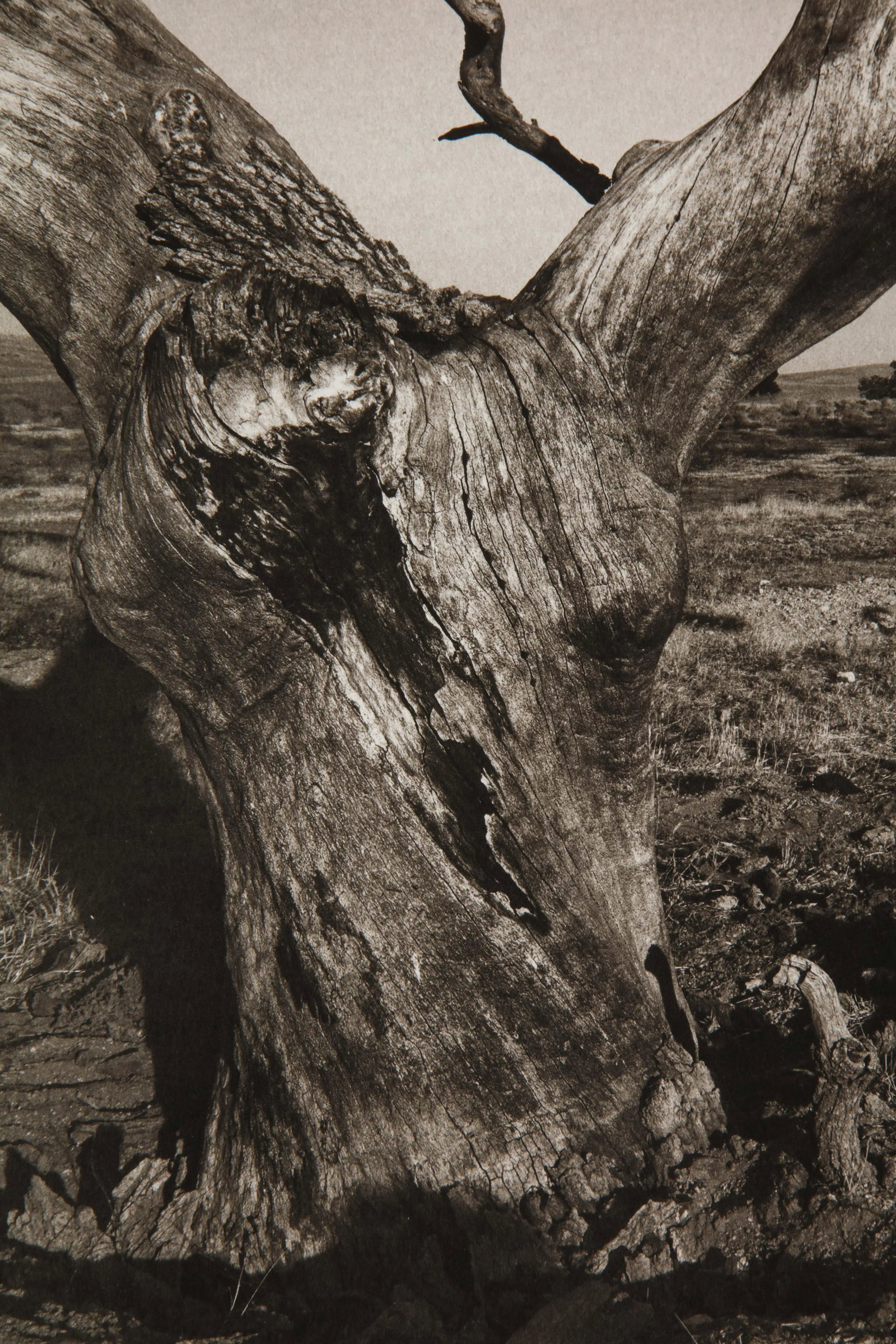 Tejon Ranch Photograph by Mark Seliger (b. 1959) - Signed - 7