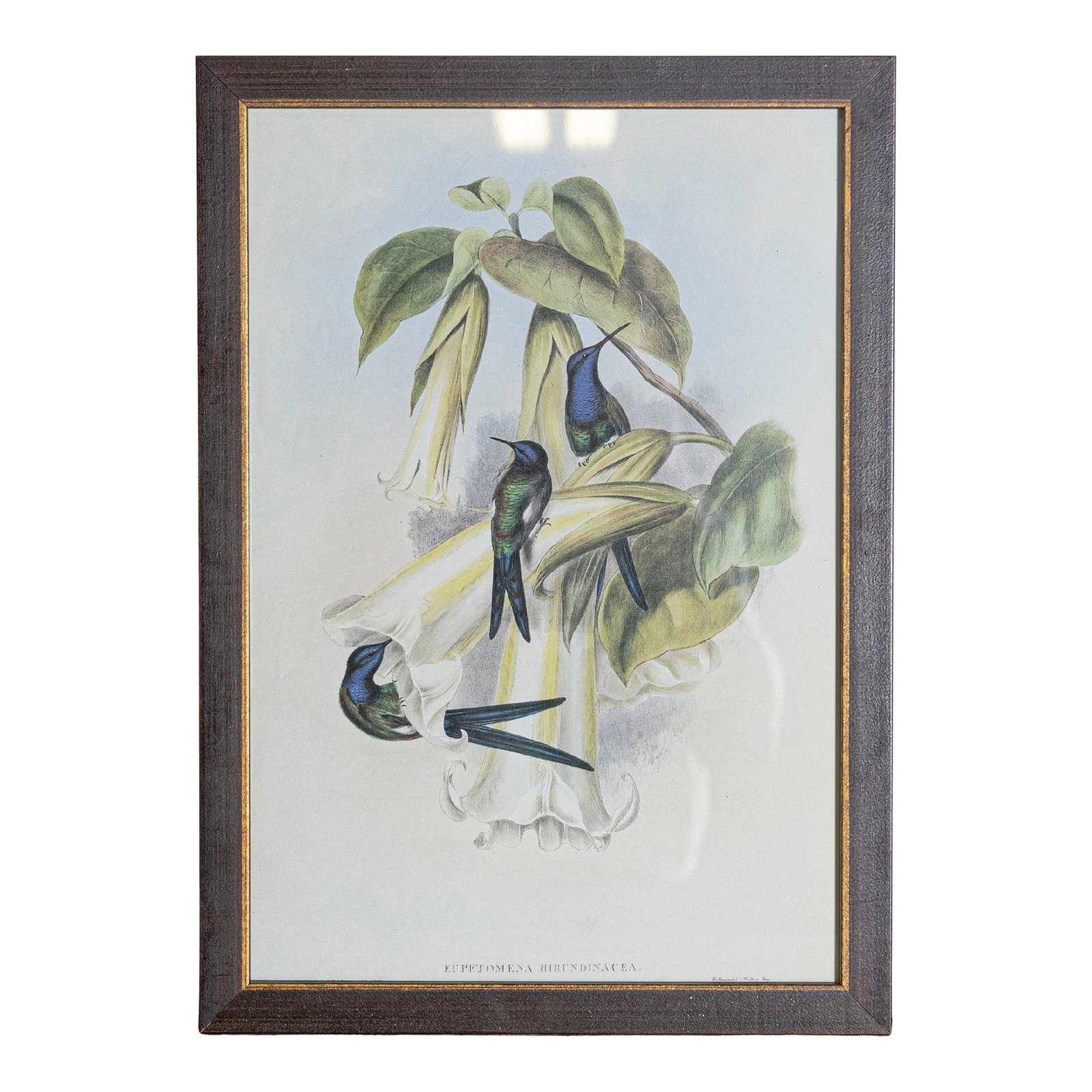 19th Century Bird Print - One of 24, Framed: Mr John Gould's tropical framed Bird prints 1955 taken from his limited edition of 1000. The most celebrated British ornithologist of the nineteenth-century John Gould (1804-1881) was a businessman,