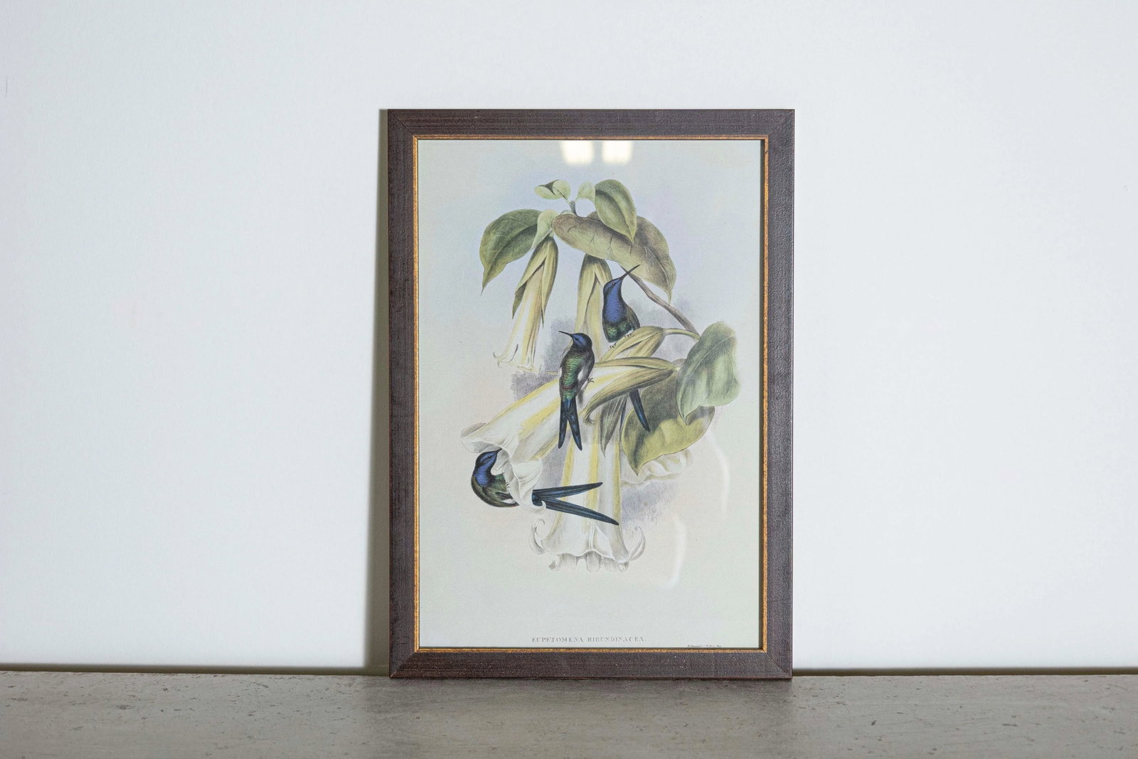 19th Century Bird Print - One of 24, Framed - 2
