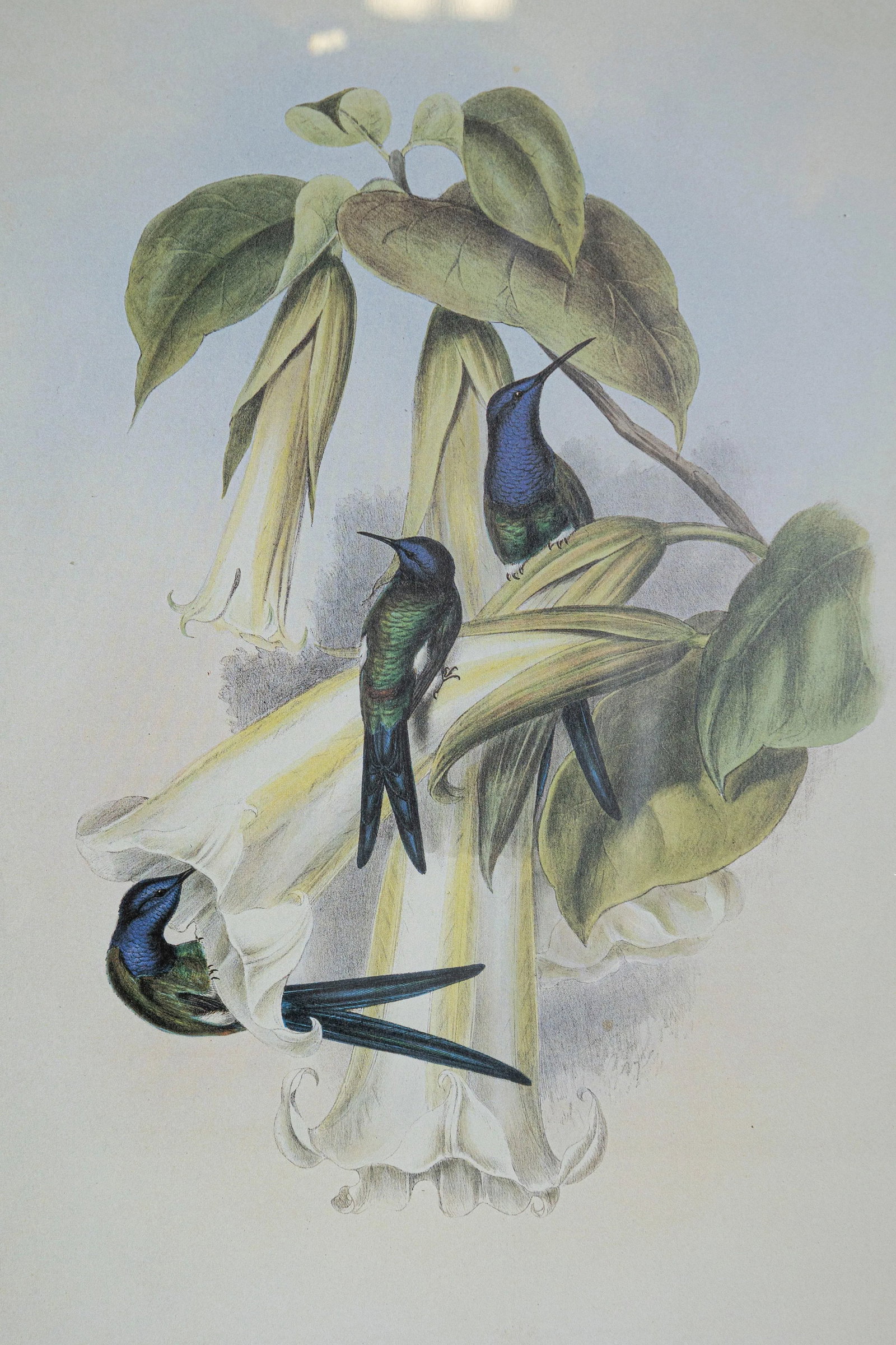 19th Century Bird Print - One of 24, Framed - 3
