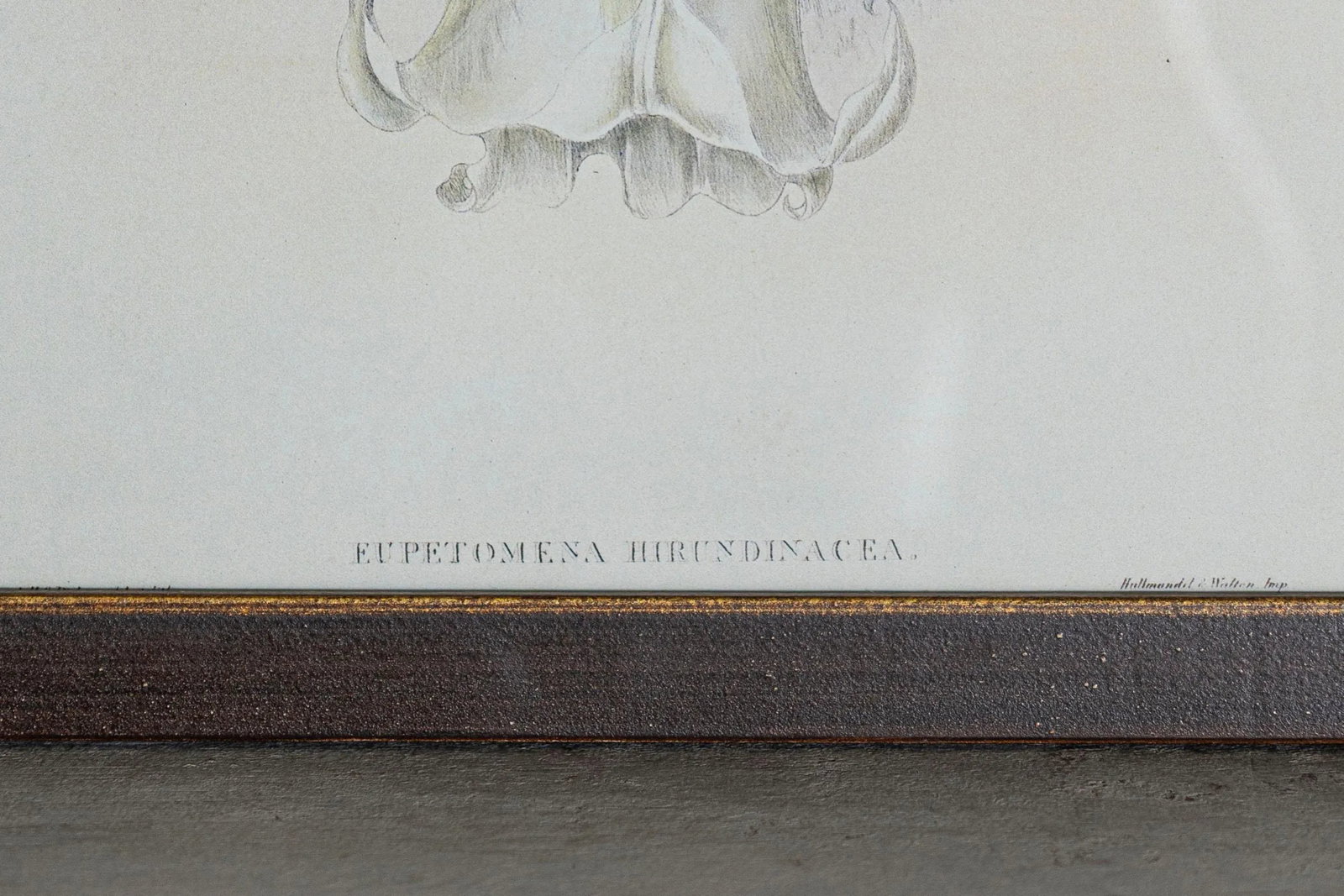 19th Century Bird Print - One of 24, Framed - 4