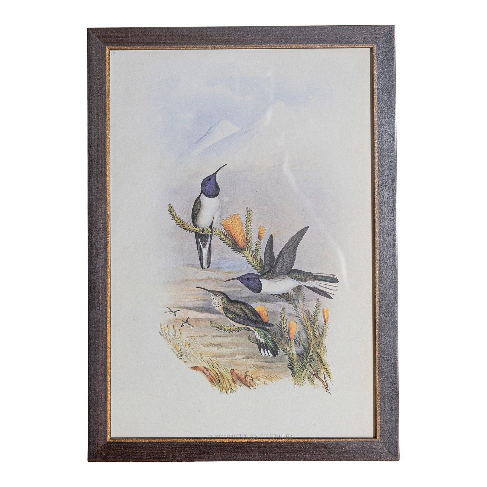19th Century Bird Print - One of 24, Framed: Mr. John Gould's tropical framed Bird prints 1955 taken from his limited edition of 1000. The most celebrated British ornithologist of the nineteenth-century John Gould (1804-1881) was a businessman,