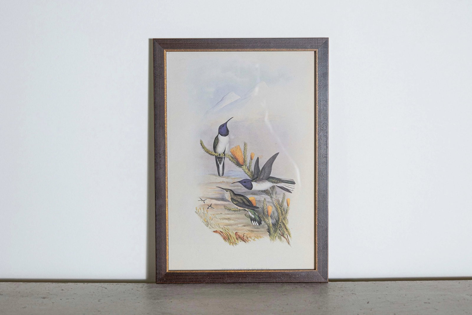 19th Century Bird Print - One of 24, Framed - 2