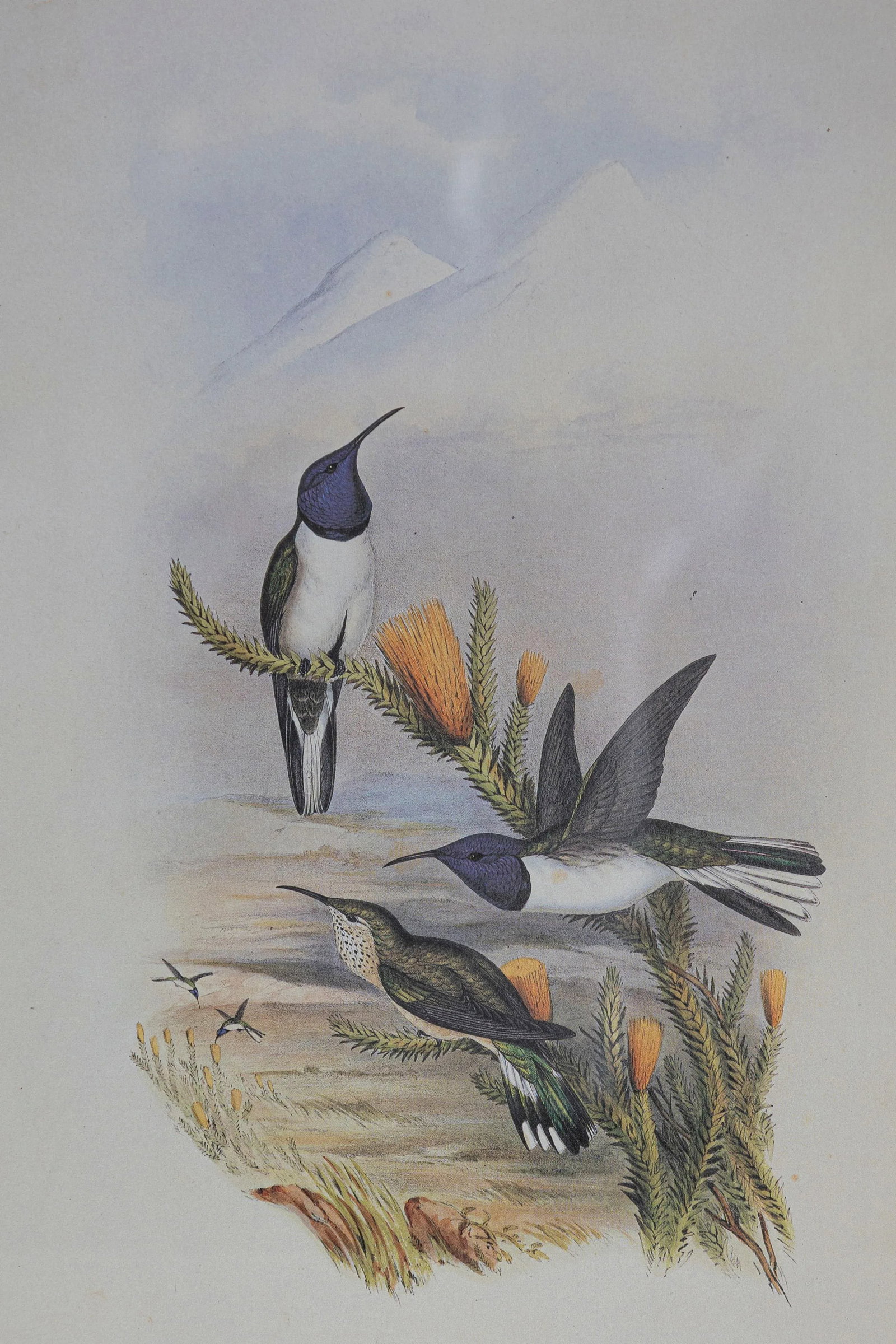19th Century Bird Print - One of 24, Framed - 3