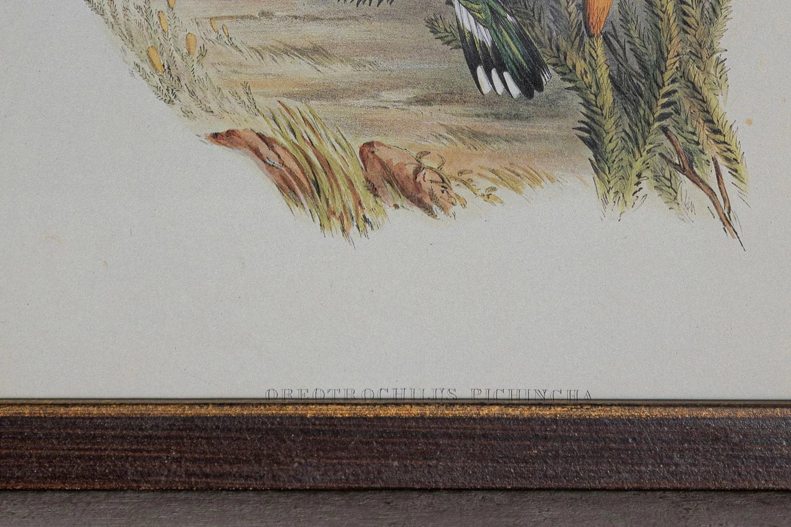 19th Century Bird Print - One of 24, Framed - 4