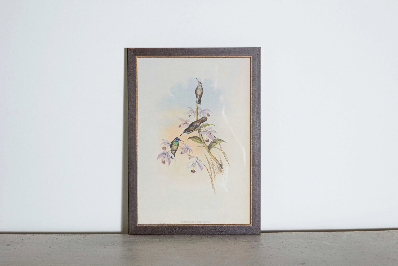 19th Century Bird Print - One of 24, Framed - 2