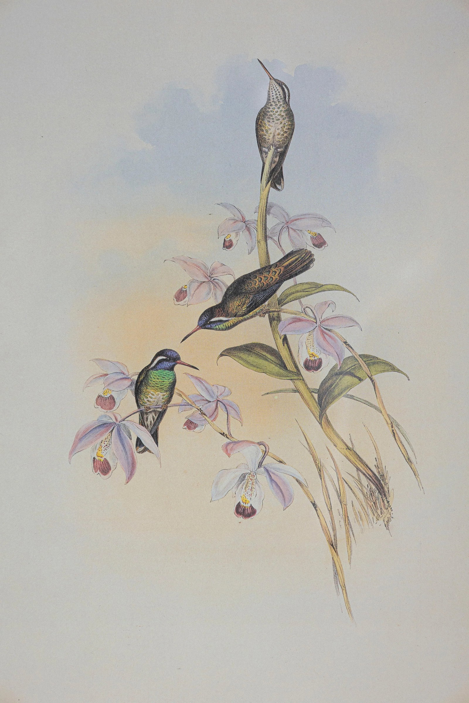 19th Century Bird Print - One of 24, Framed - 3