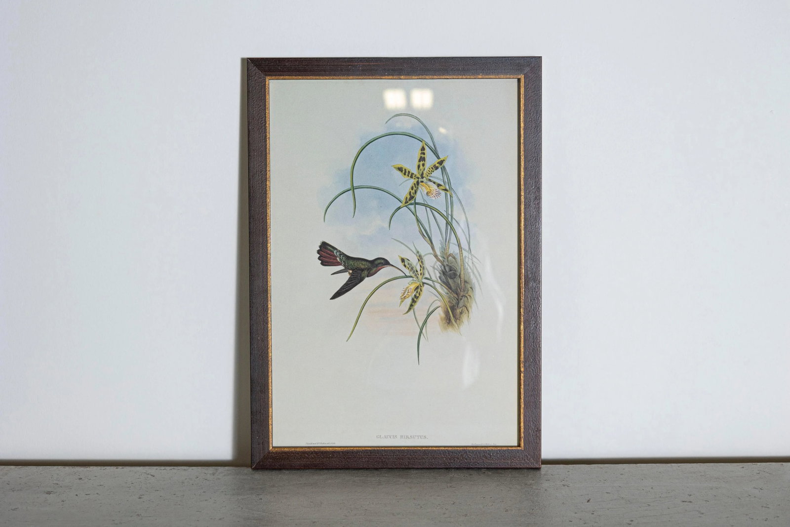 19th Century Bird Print - One of 24, Framed - 2