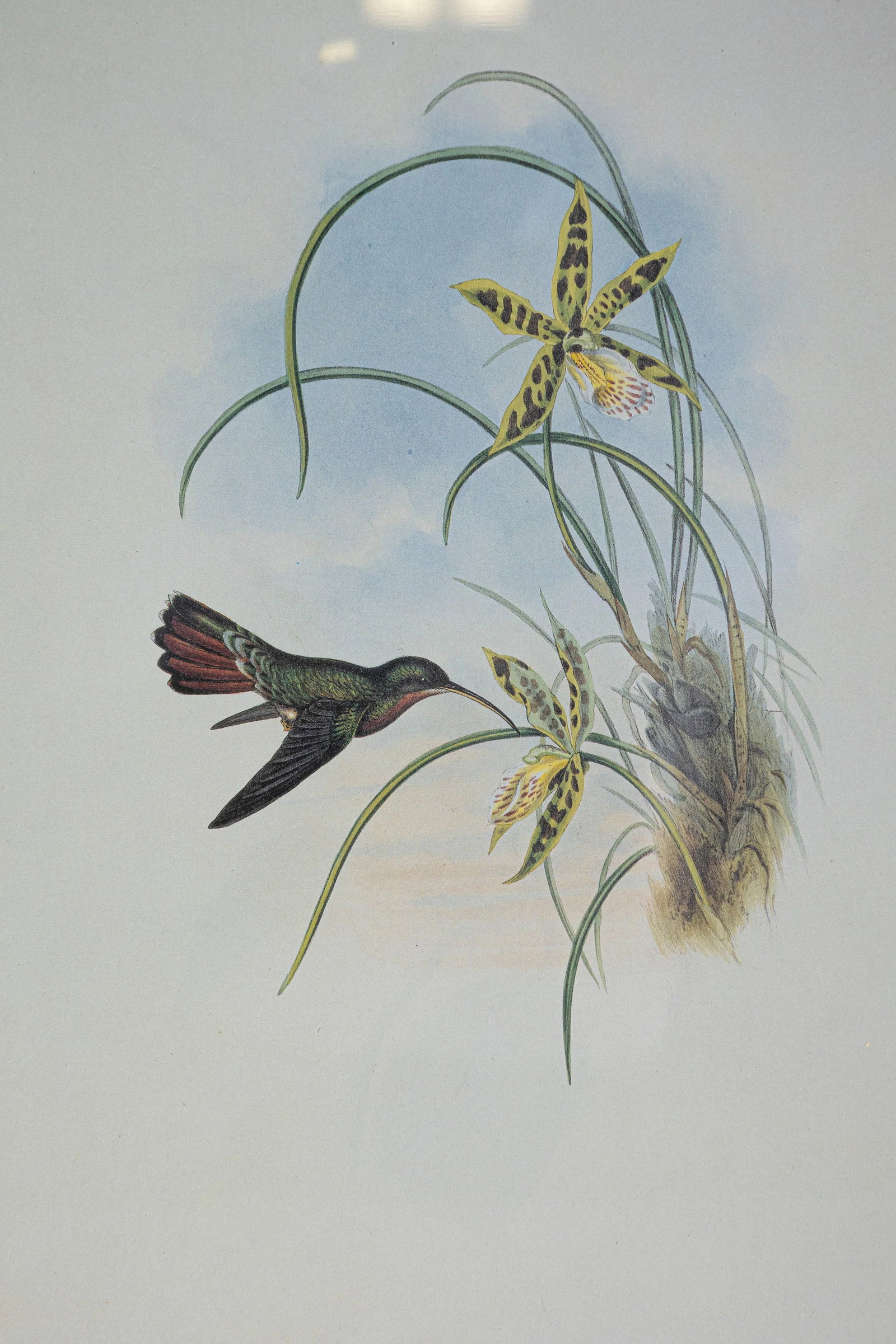 19th Century Bird Print - One of 24, Framed - 3
