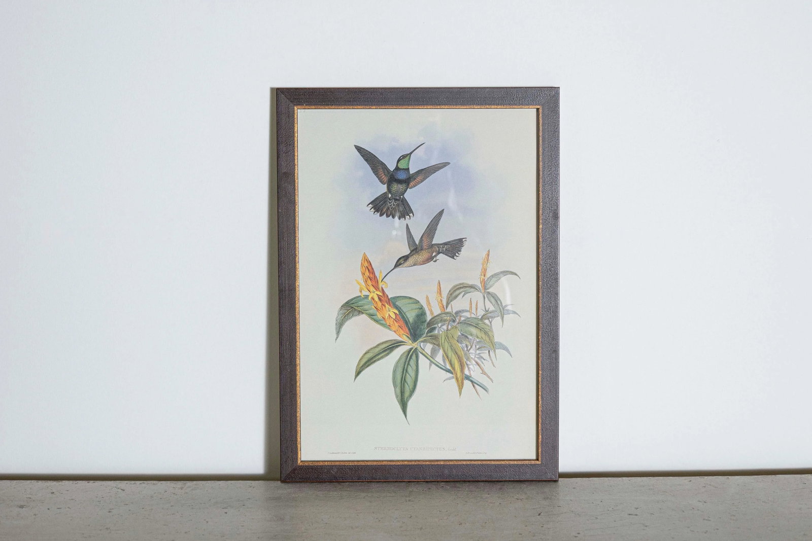 19th Century Bird Print - One of 24, Framed - 2