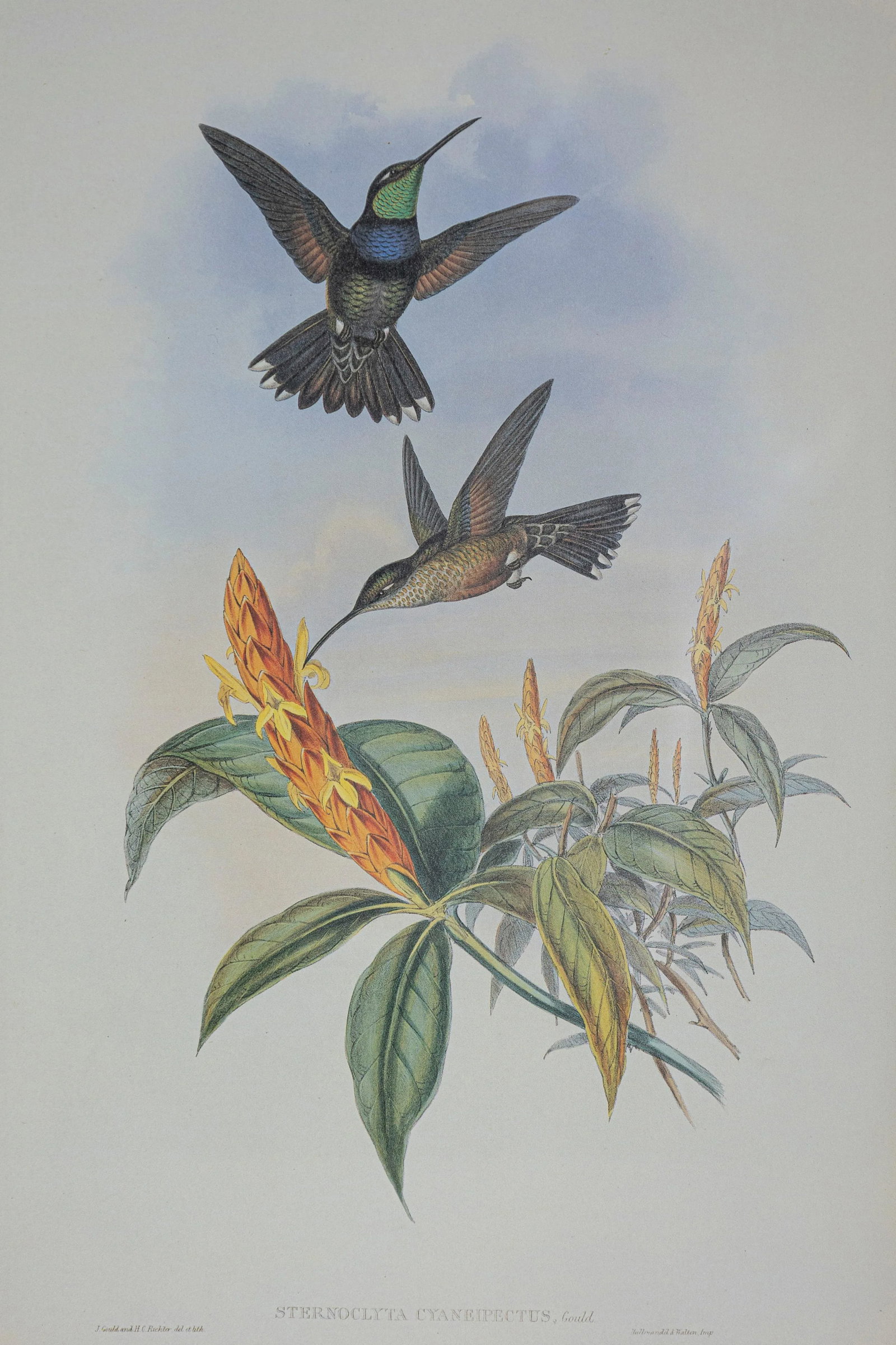 19th Century Bird Print - One of 24, Framed - 3