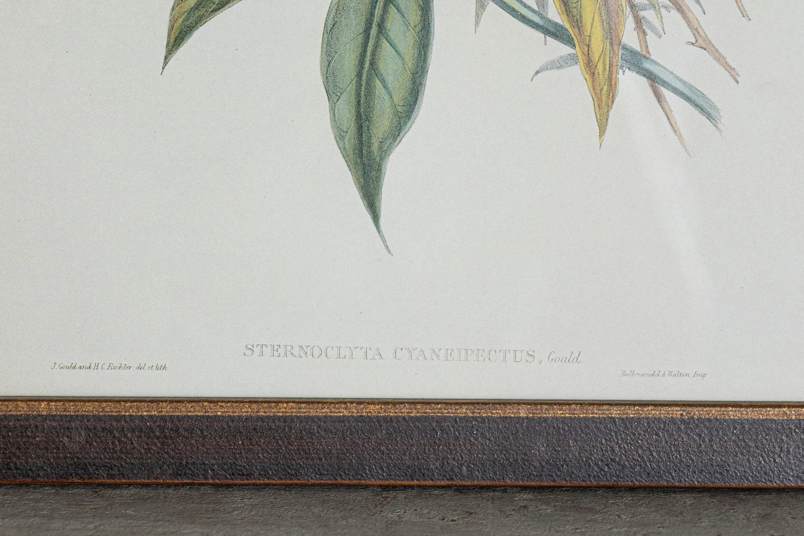 19th Century Bird Print - One of 24, Framed - 4