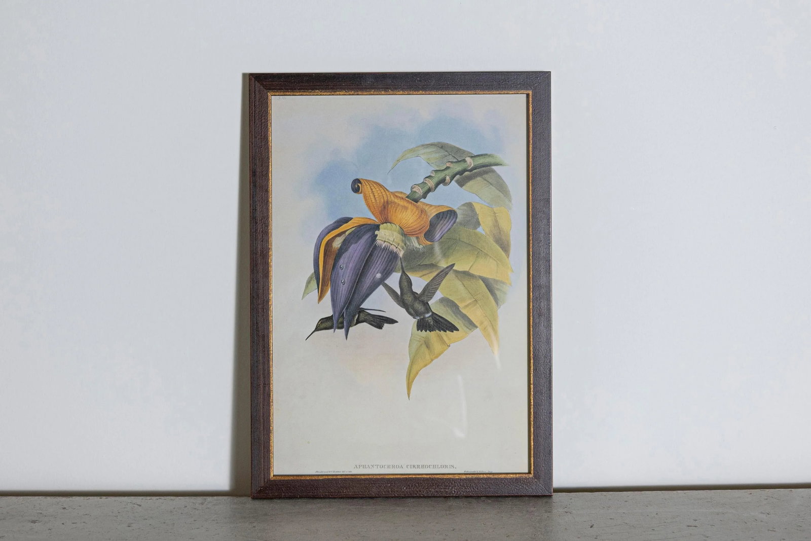 19th Century Bird Print - One of 24, Framed - 2
