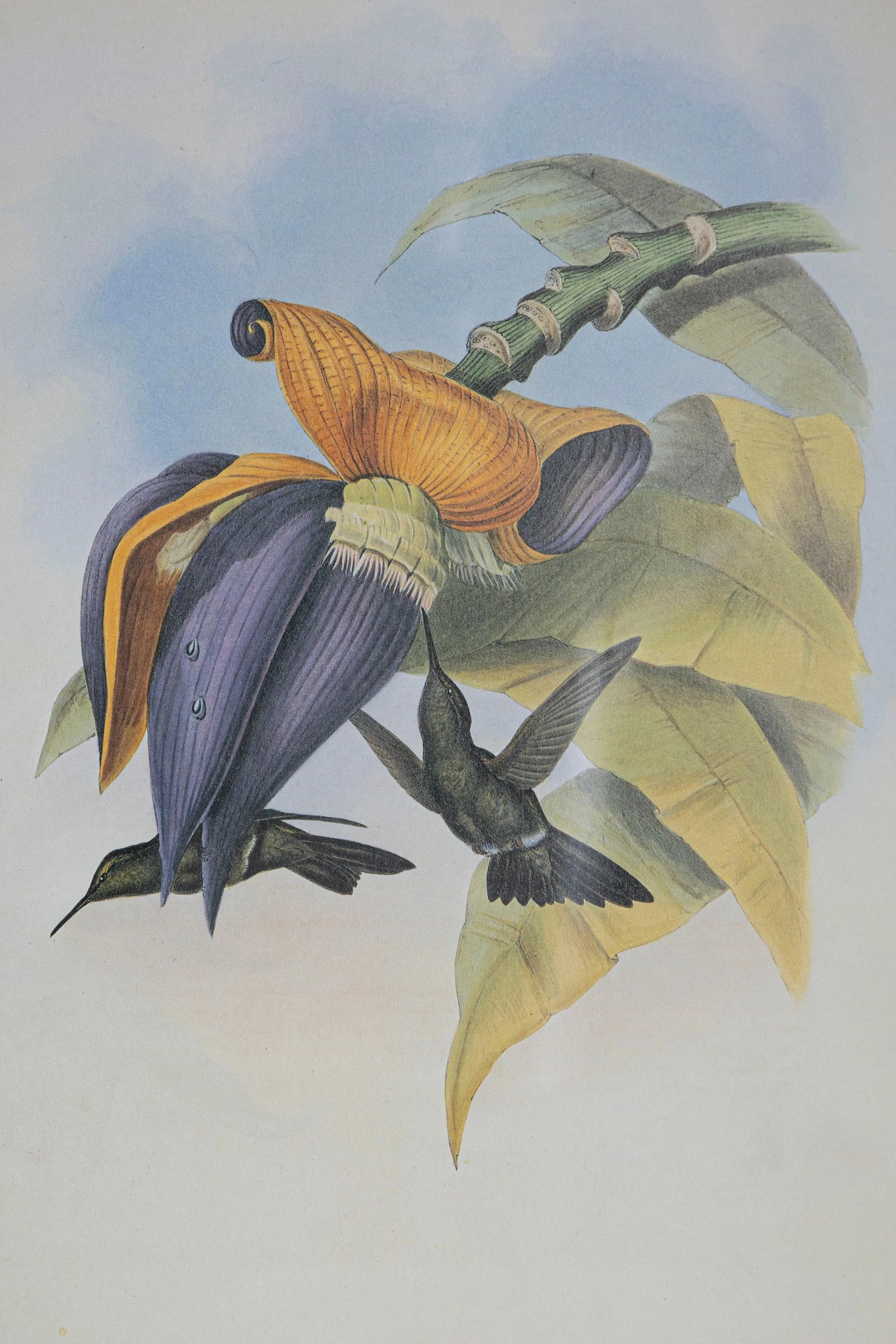19th Century Bird Print - One of 24, Framed - 3