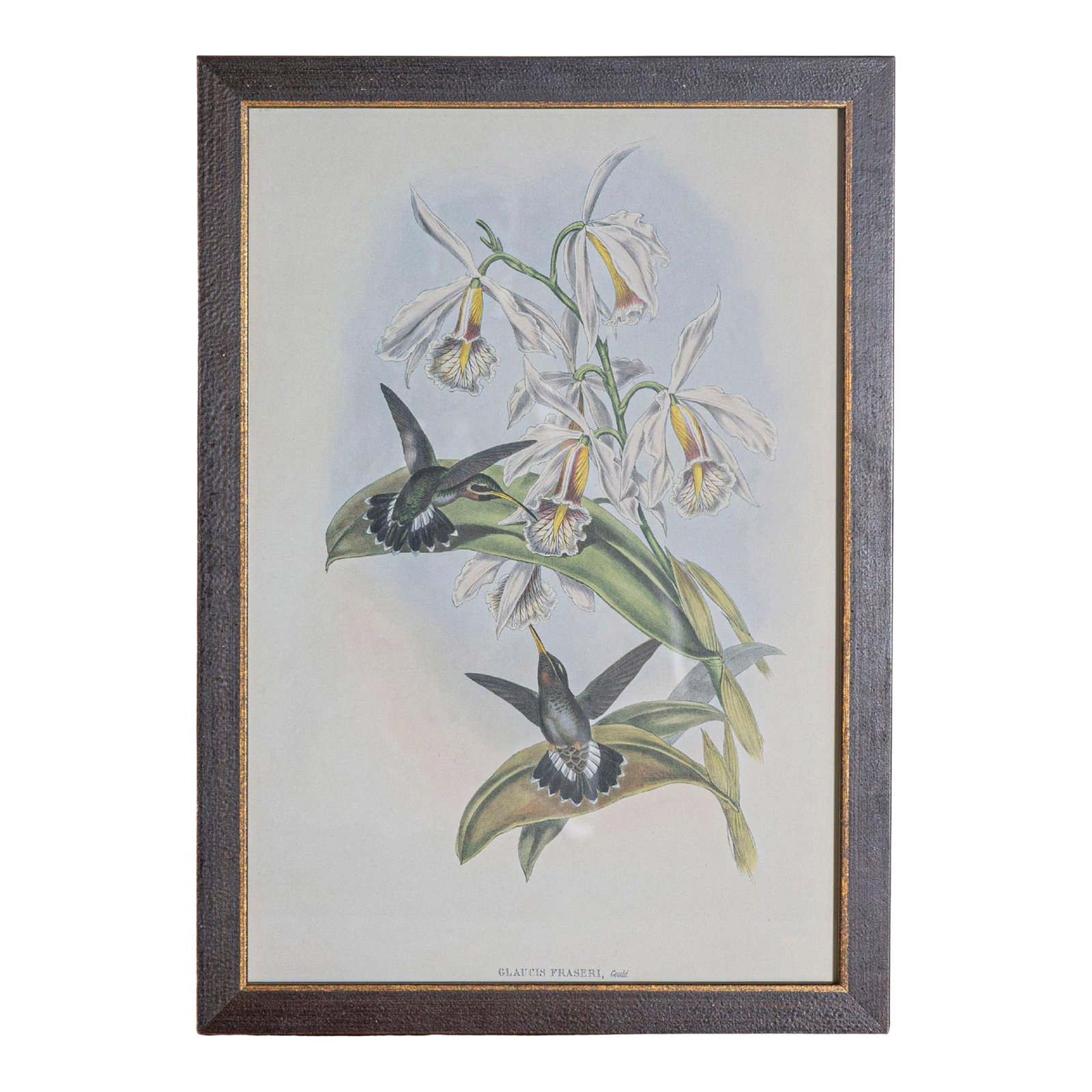19th Century Bird Print - One of 24, Framed: Mr John Gould's tropical framed Bird prints 1955 taken from his limited edition of 1000. The most celebrated British ornithologist of the nineteenth-century John Gould (1804-1881) was a businessman,