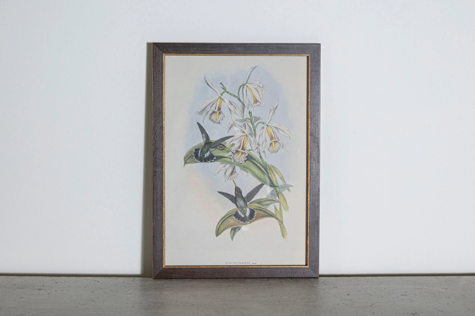 19th Century Bird Print - One of 24, Framed - 2