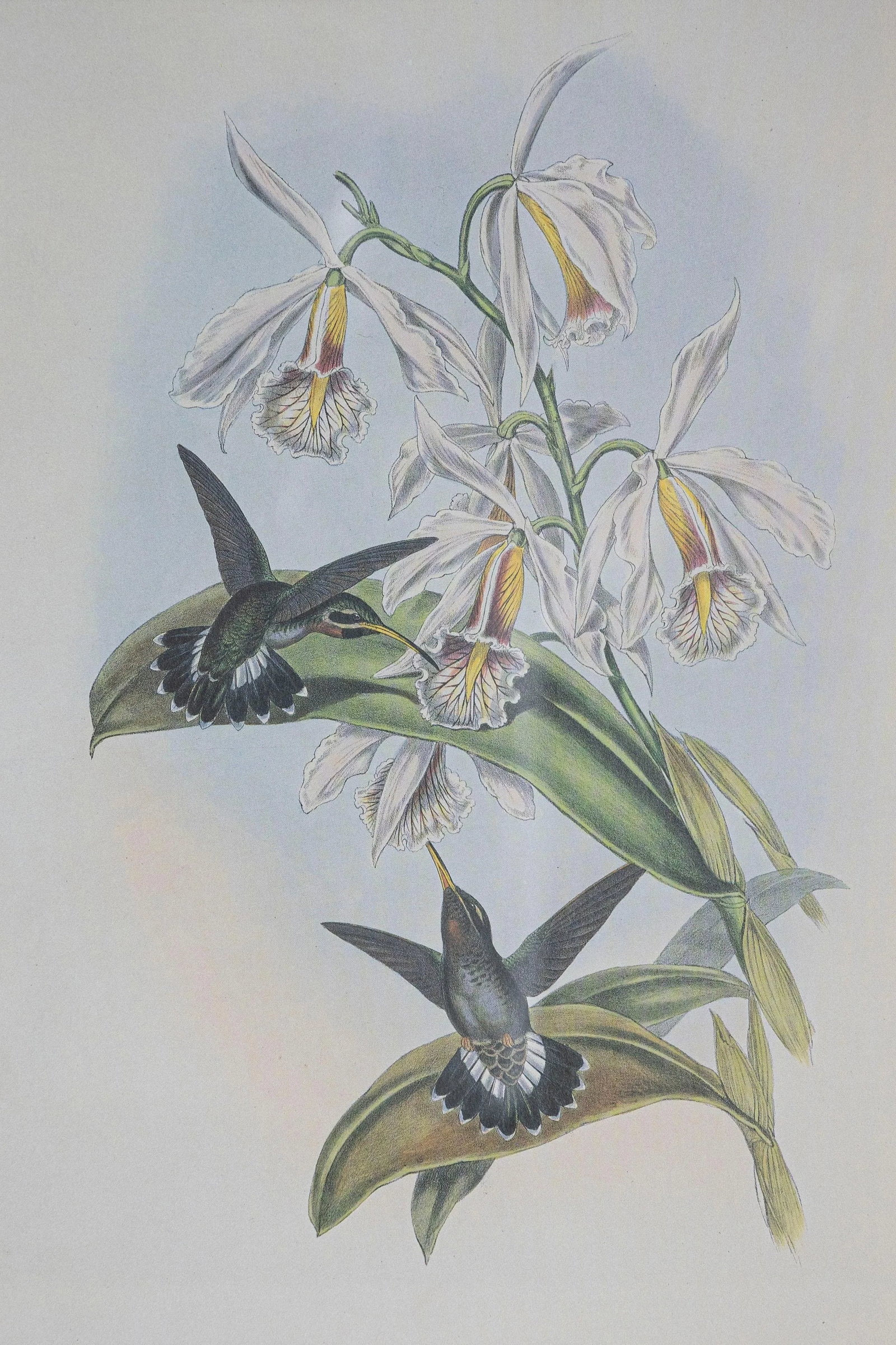 19th Century Bird Print - One of 24, Framed - 3