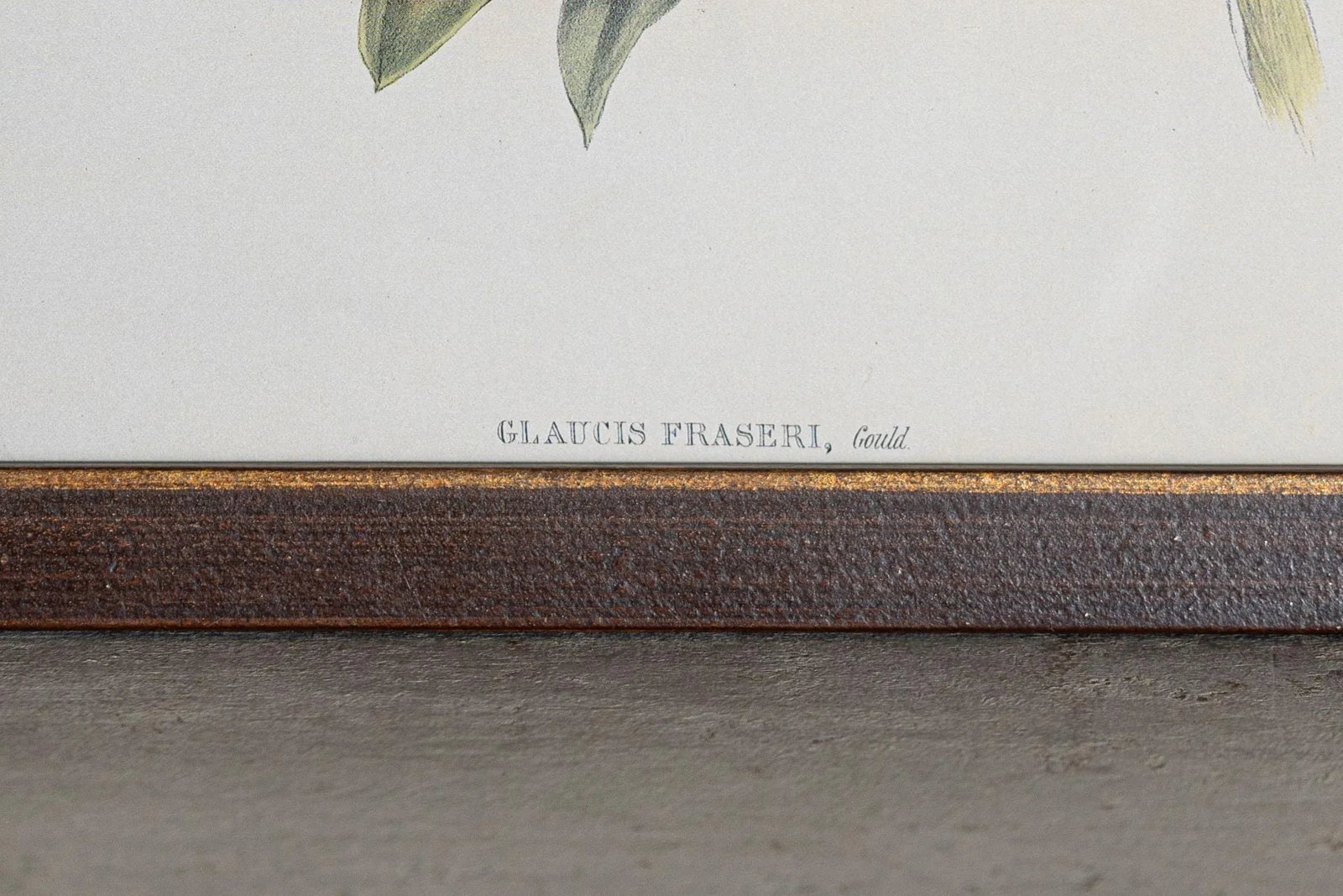 19th Century Bird Print - One of 24, Framed - 4