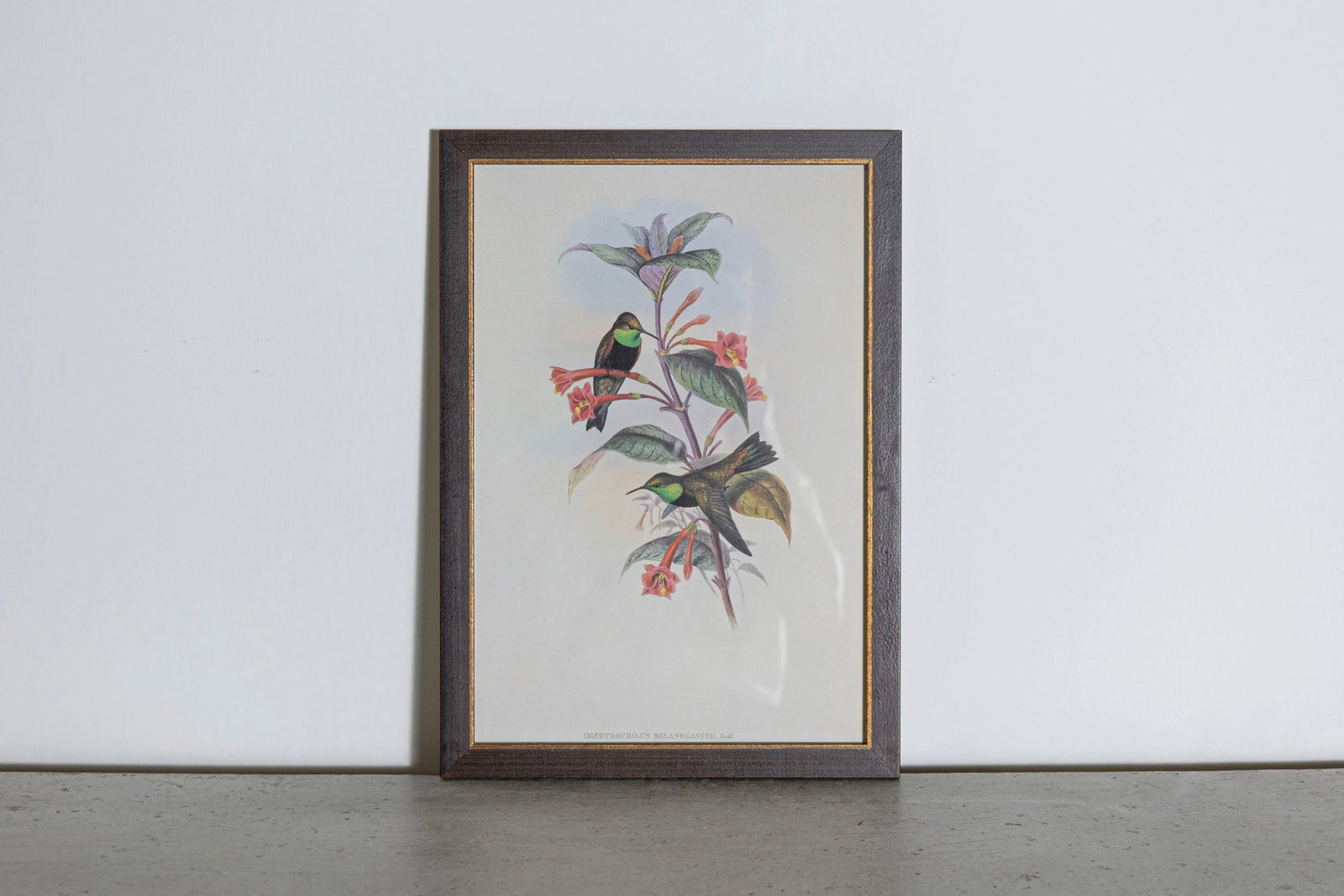 19th Century Bird Print - One of 24, Framed - 2