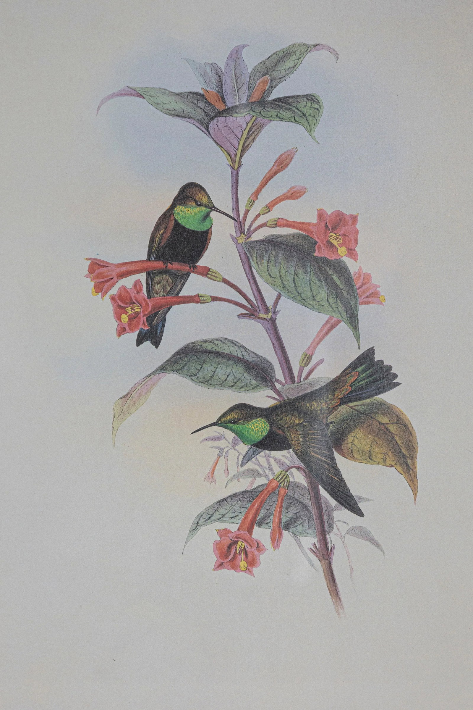 19th Century Bird Print - One of 24, Framed - 3