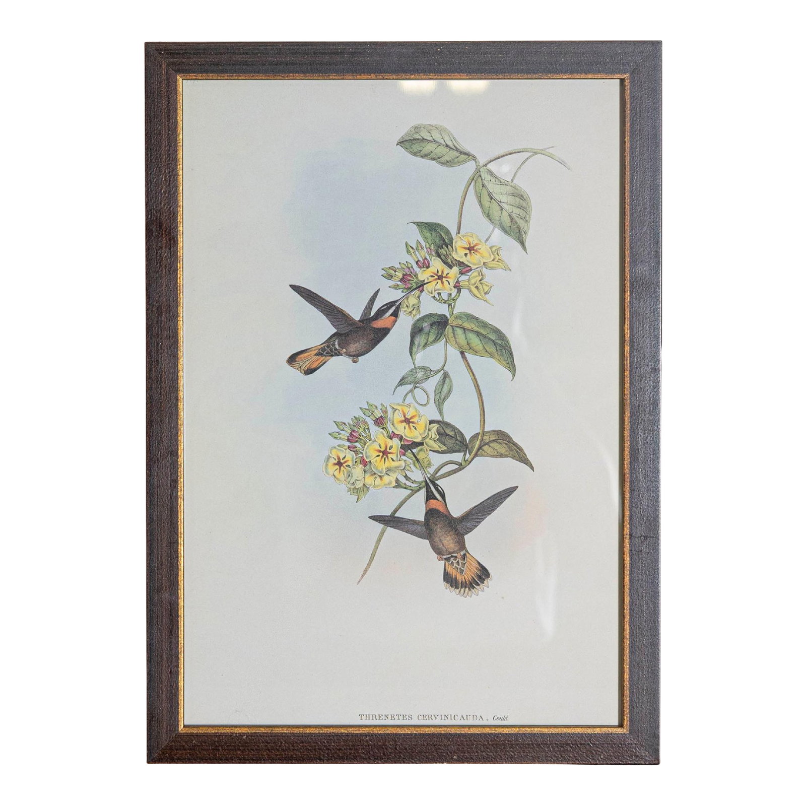 19th Century John Gould Bird Print - One of 24: Mr John Gould's tropical framed Bird prints 1955 taken from his limited edition of 1000. The most celebrated British ornithologist of the nineteenth-century John Gould (1804-1881) was a businessman,