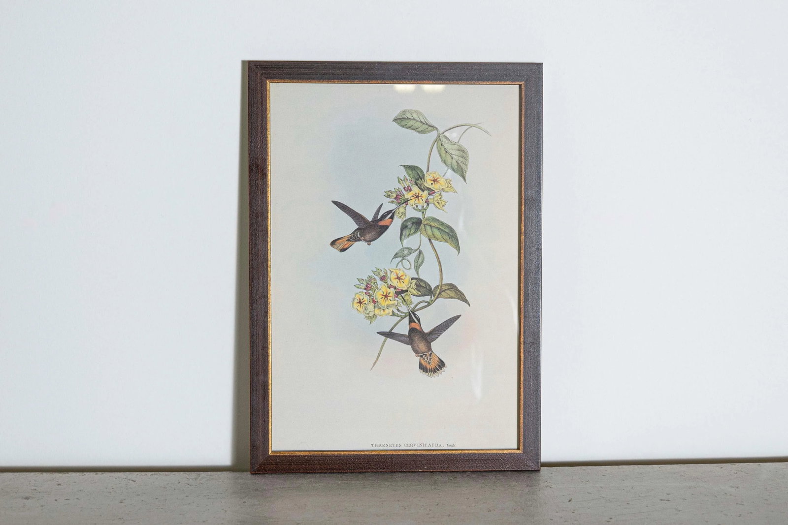 19th Century John Gould Bird Print - One of 24 - 2