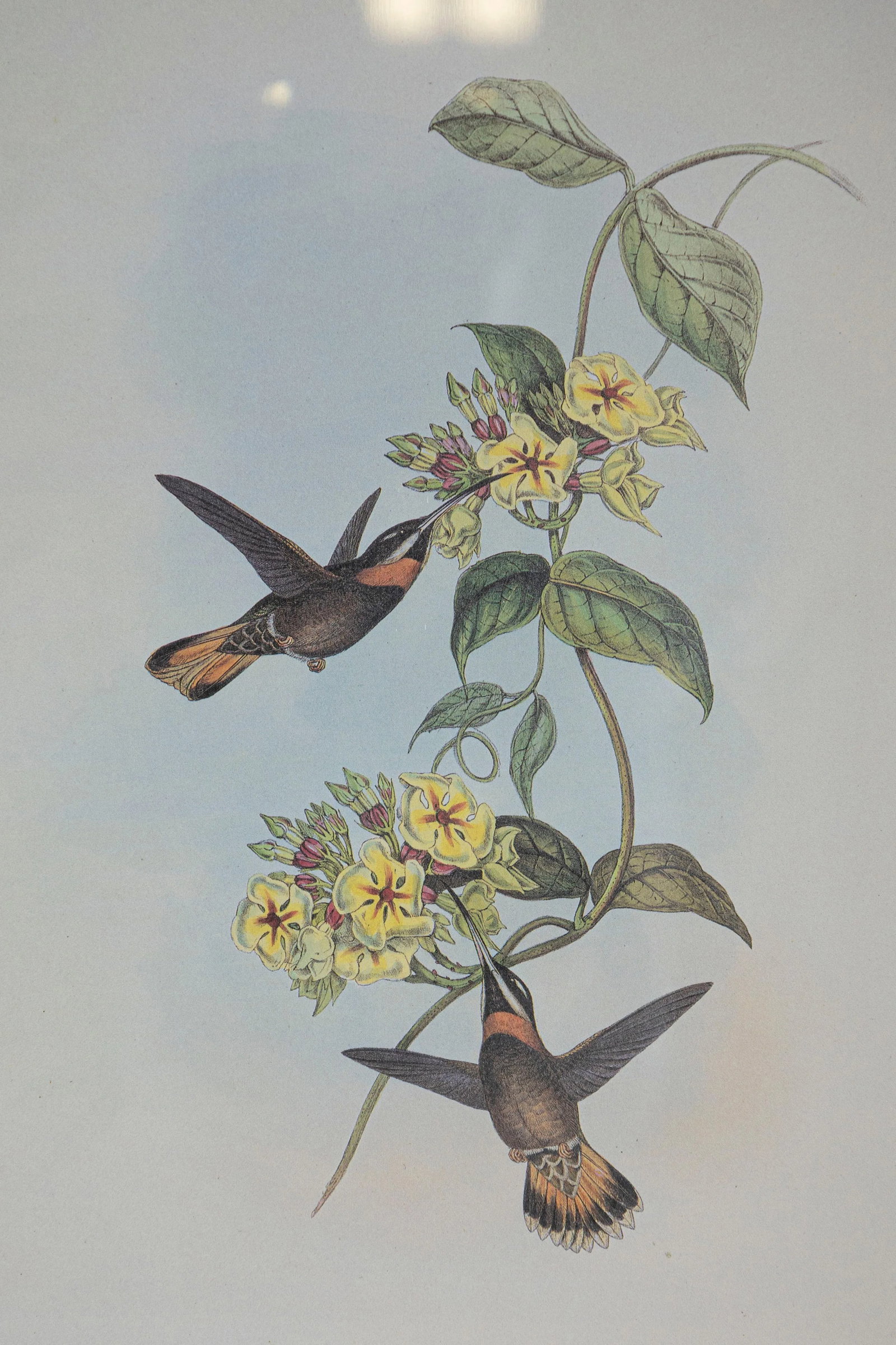 19th Century John Gould Bird Print - One of 24 - 3