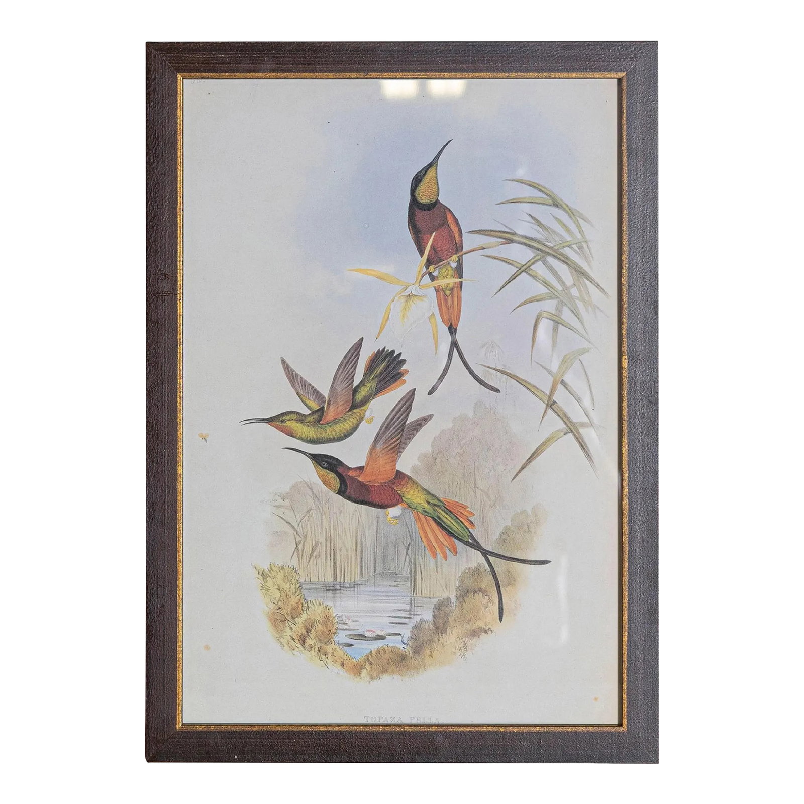 19th Century Bird Print - One of 24: Mr. John Gould's tropical framed Bird prints 1955 taken from his limited edition of 1000. The most celebrated British ornithologist of the nineteenth-century John Gould (1804-1881) was a businessman,