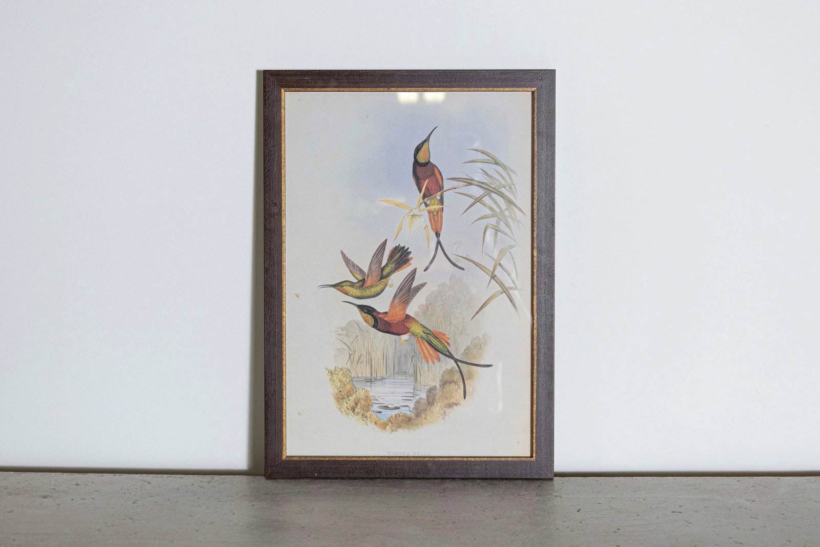 19th Century Bird Print - One of 24 - 2
