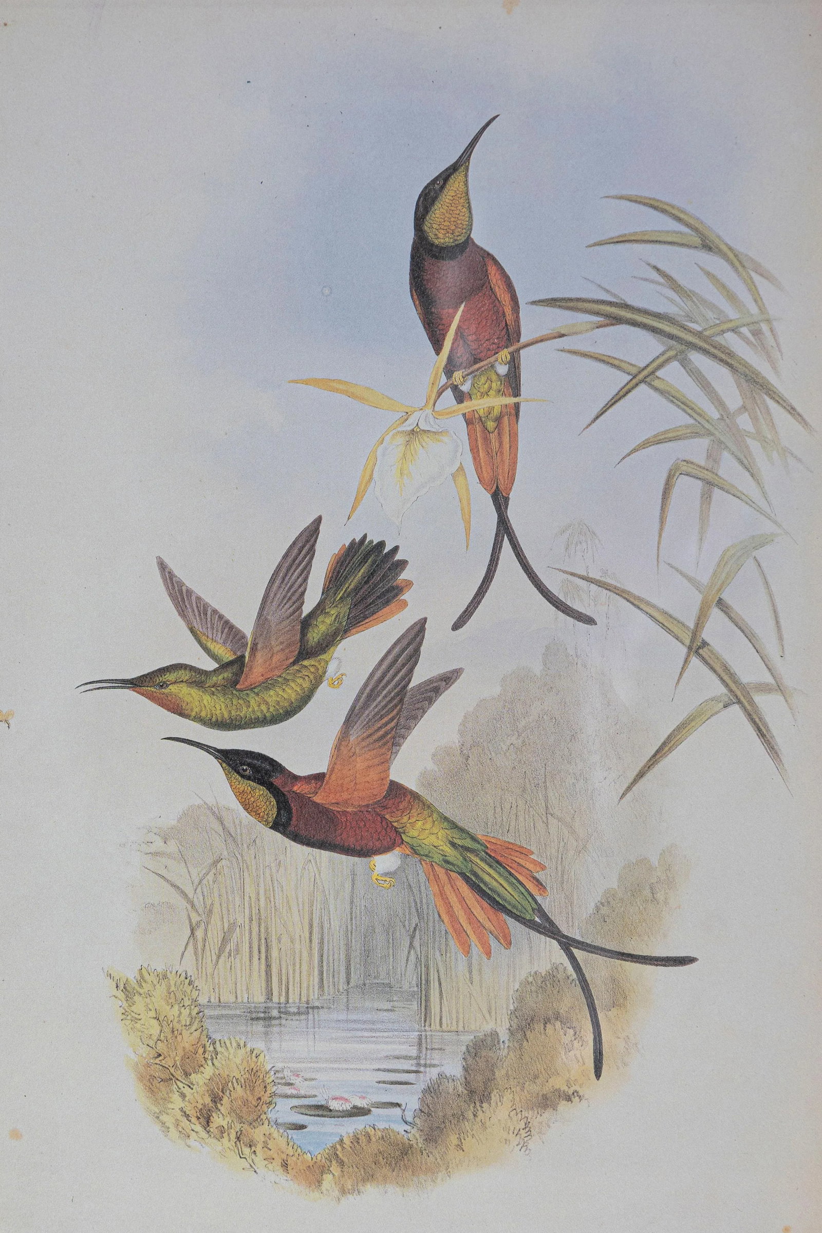 19th Century Bird Print - One of 24 - 3
