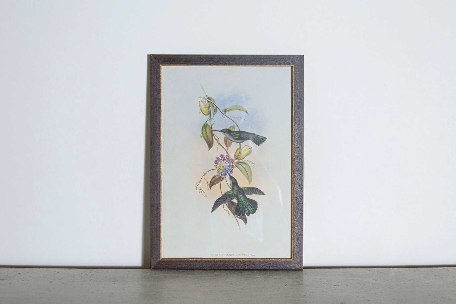 19th Century Bird Print - One of 24 - 2