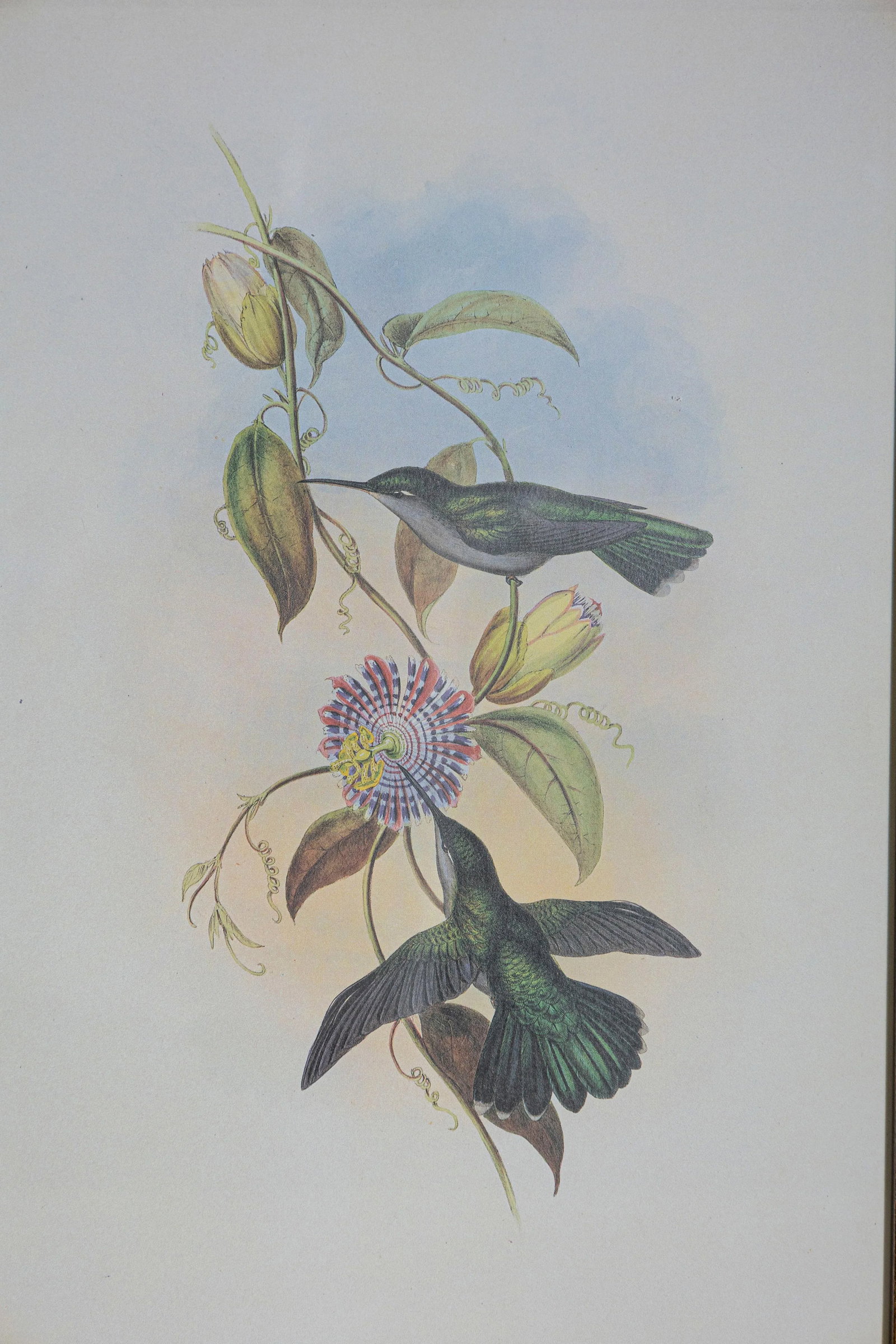 19th Century Bird Print - One of 24 - 3