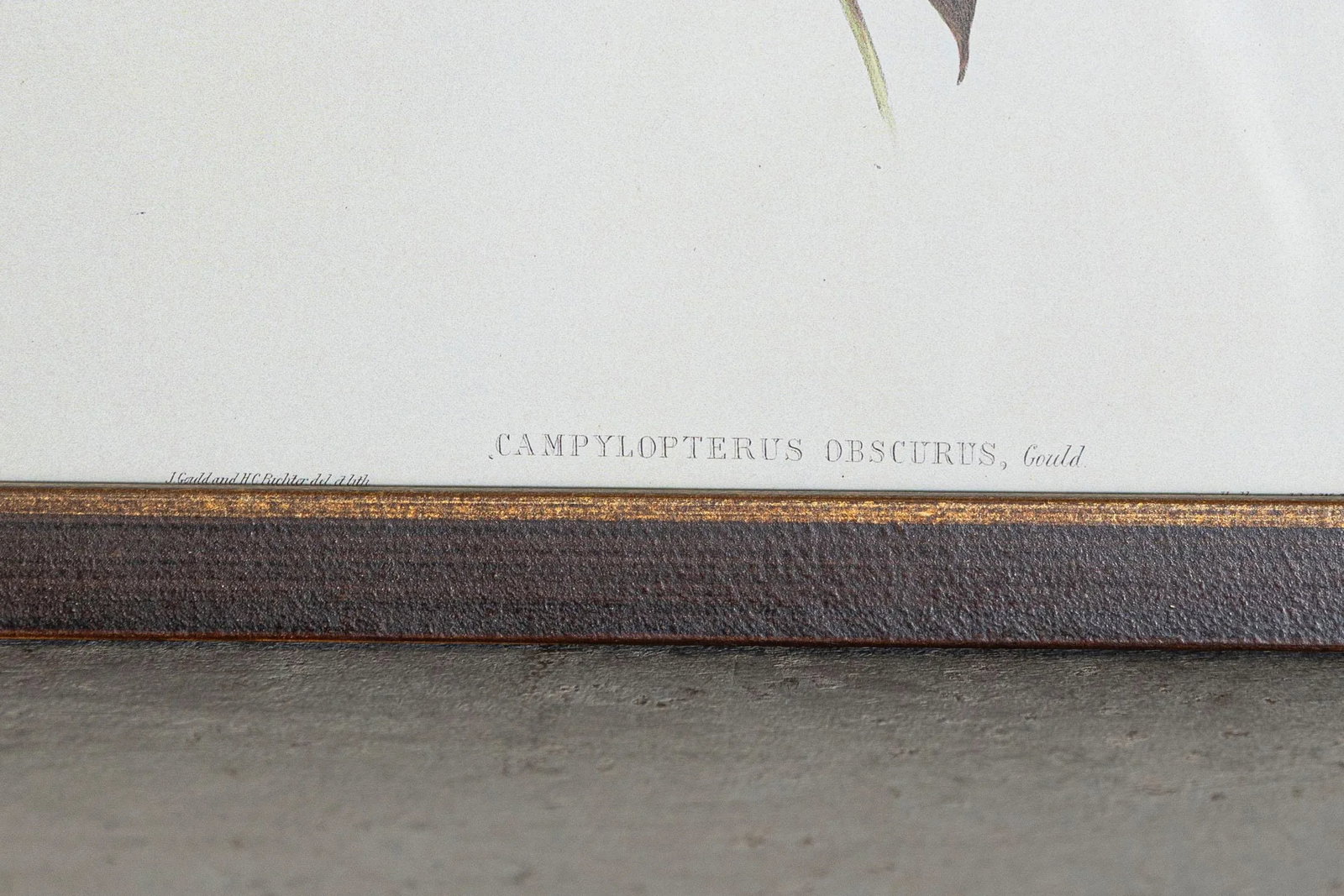 19th Century Bird Print - One of 24 - 4