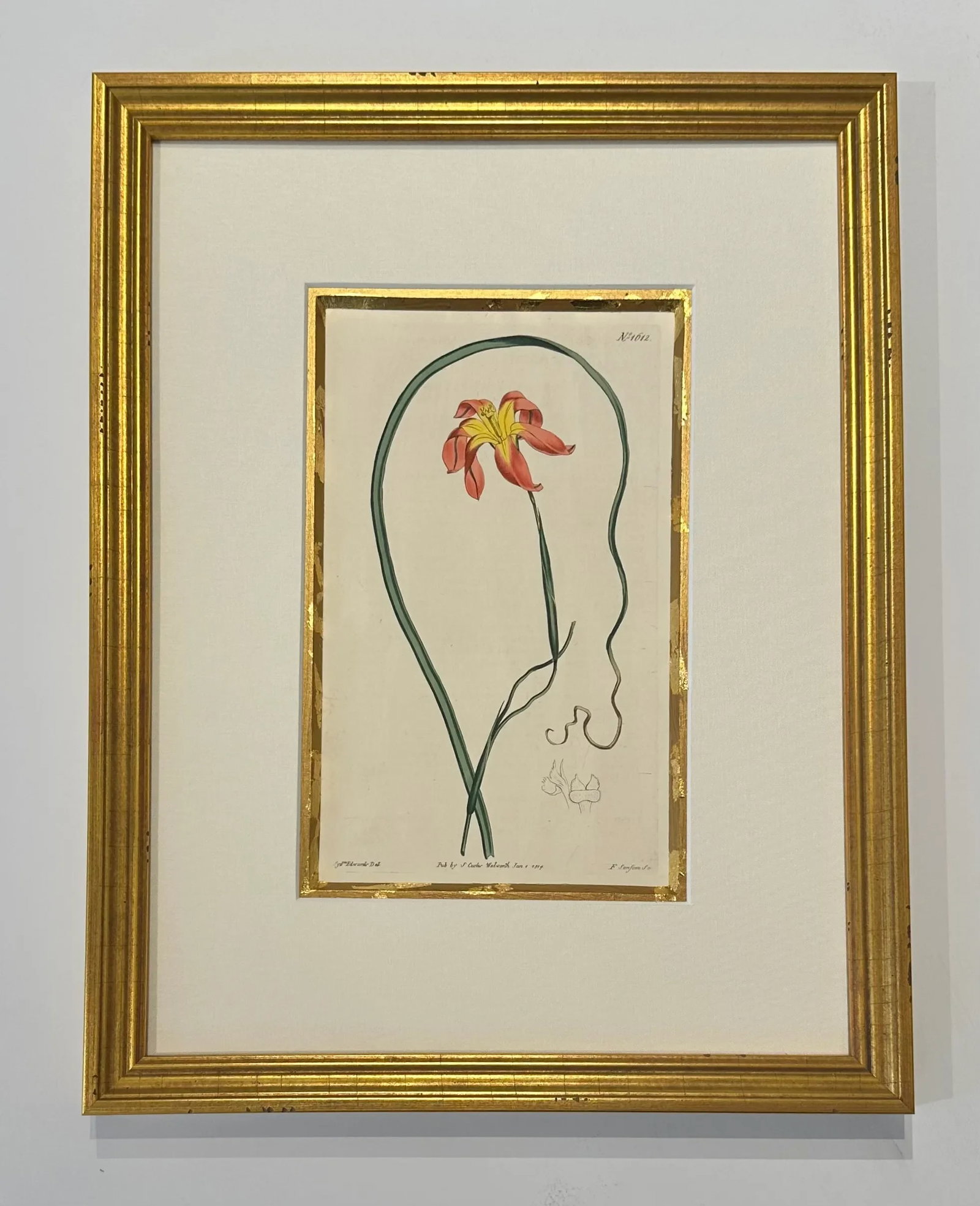Botanical Set of 9 in Gold Leaf Gesso Mat by Curtis, 1842 (Framed) - 3