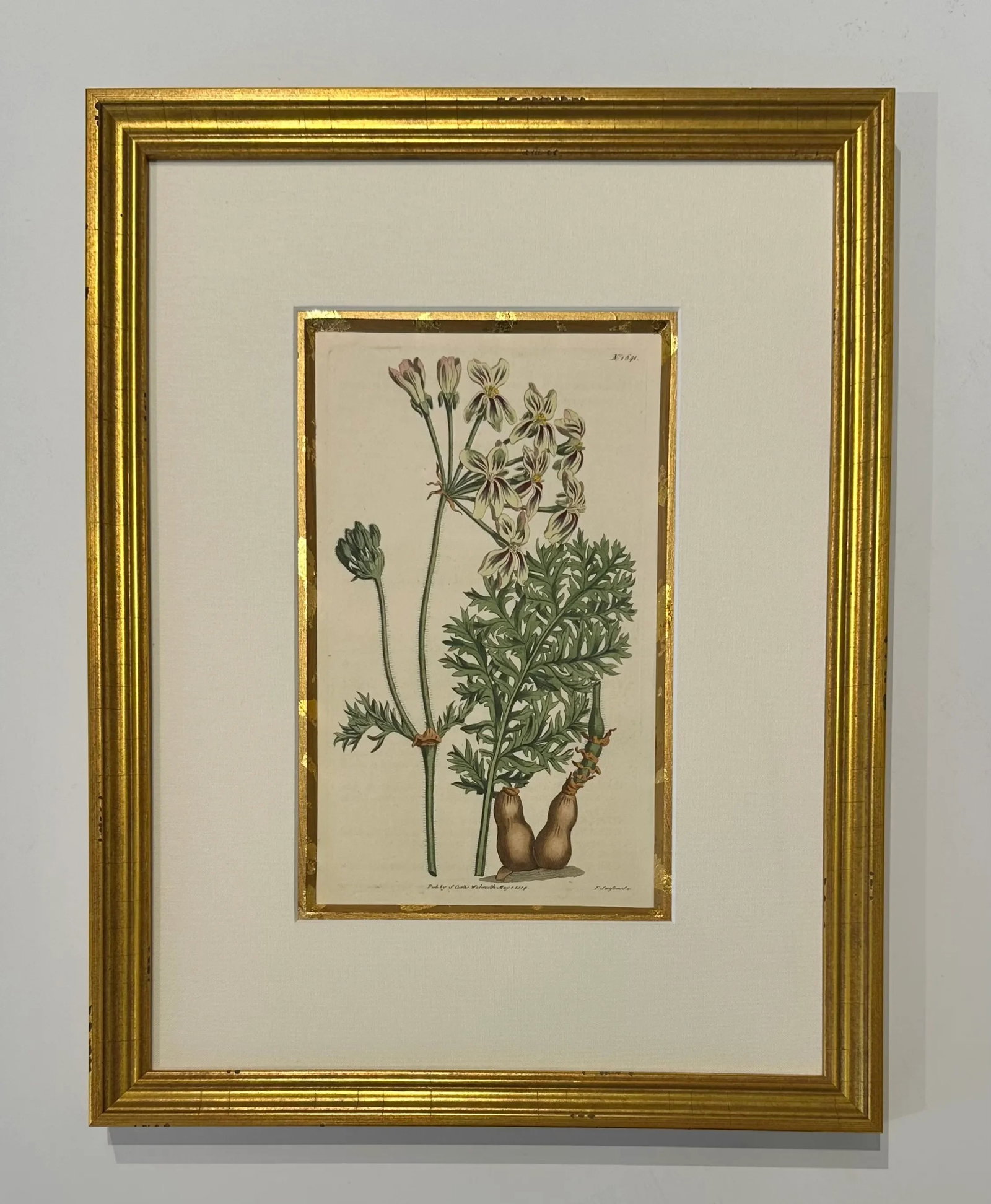 Botanical Set of 9 in Gold Leaf Gesso Mat by Curtis, 1842 (Framed) - 7