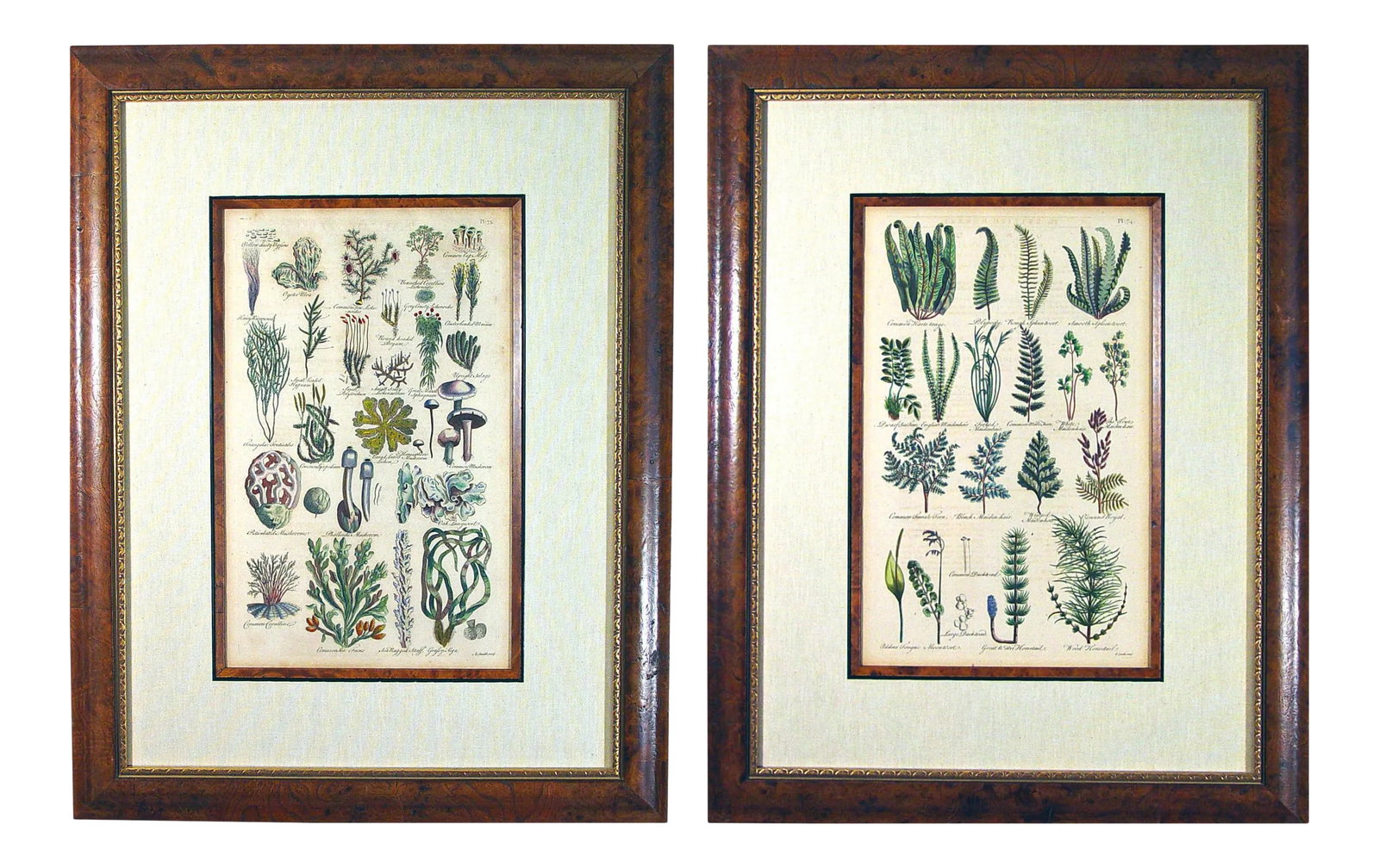 John Parkinson 17th Century Botanical Engravings of Mosses & Ferns - a Pair (1 of 7)