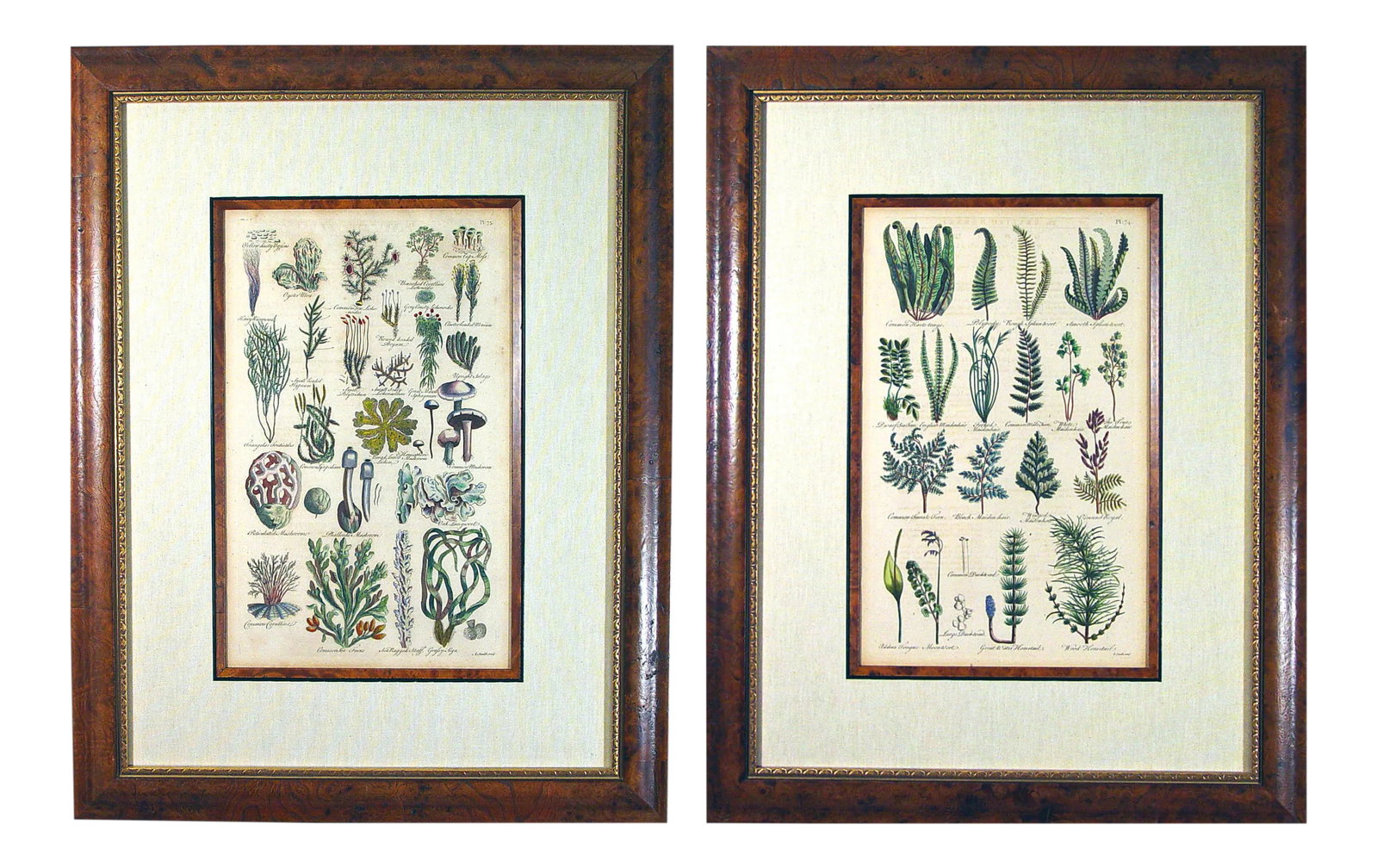 John Parkinson 17th Century Botanical Engravings of Mosses & Ferns - a Pair - 2