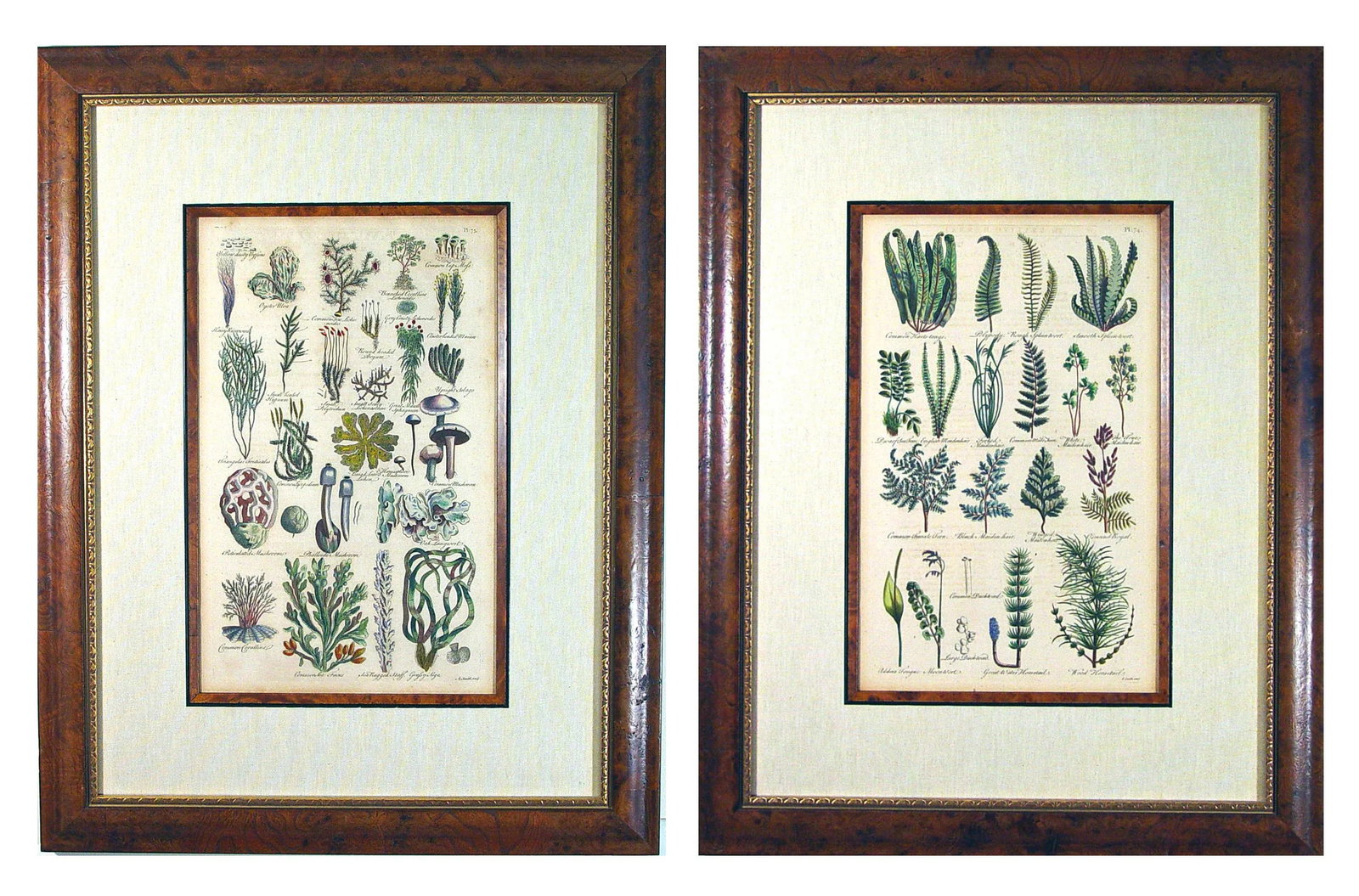 John Parkinson 17th Century Botanical Engravings of Mosses & Ferns - a Pair - 3