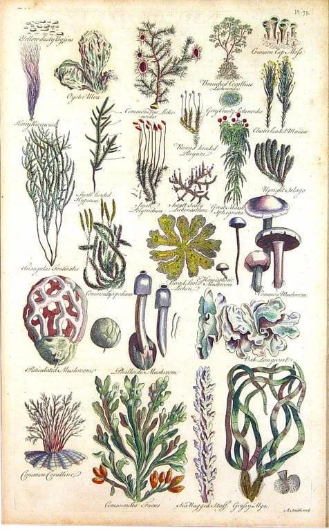 John Parkinson 17th Century Botanical Engravings of Mosses & Ferns - a Pair - 4