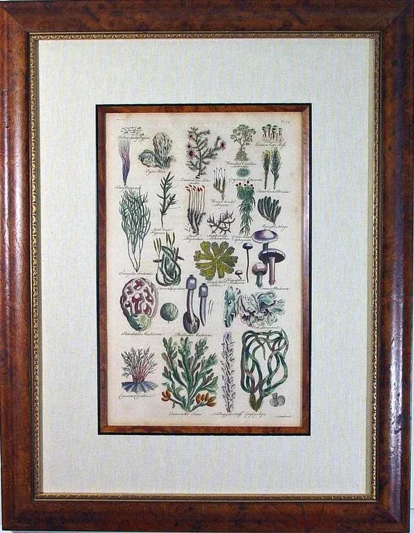John Parkinson 17th Century Botanical Engravings of Mosses & Ferns - a Pair - 5
